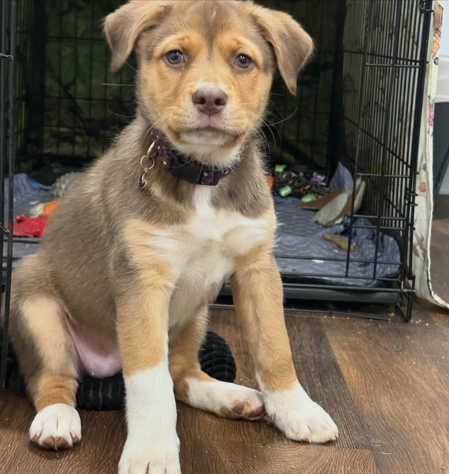 Enlarge Ipswitch, a Adoptable mixed breed in Raleigh, NC image 2/3