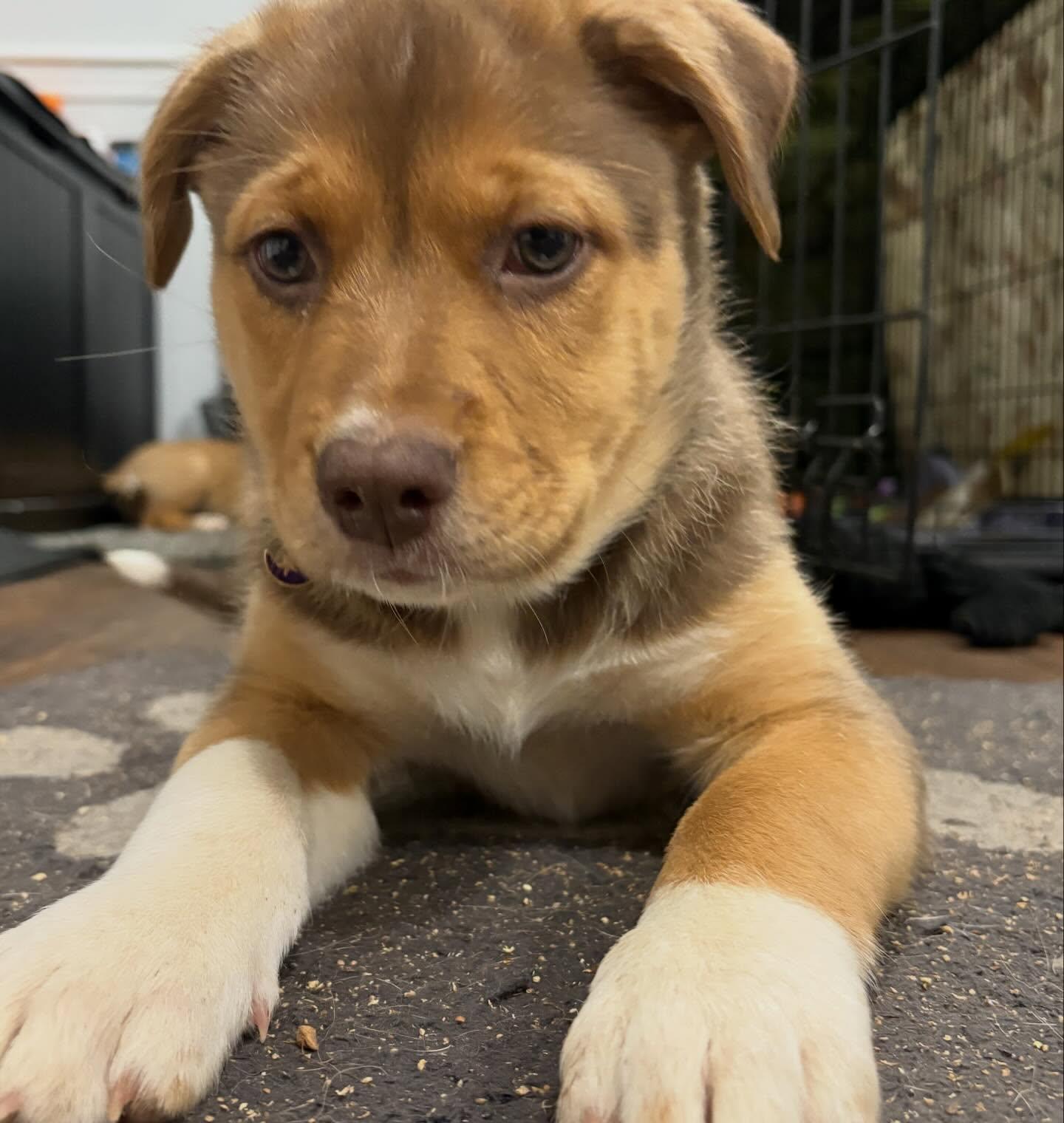 Enlarge Ipswitch, a Adoptable mixed breed in Raleigh, NC image 3/3