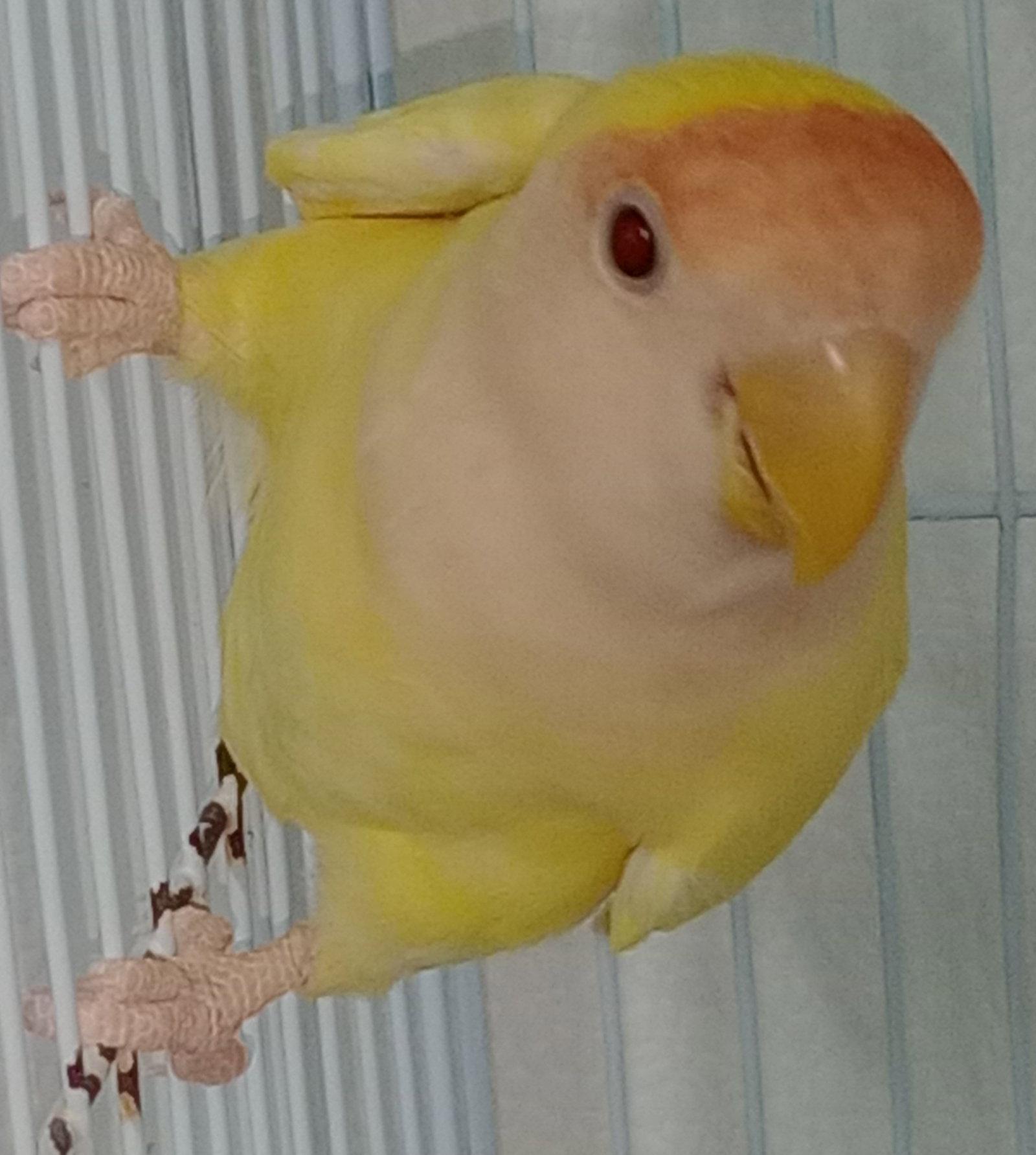 Lemon, Adoptable, Adult Female Lovebird.