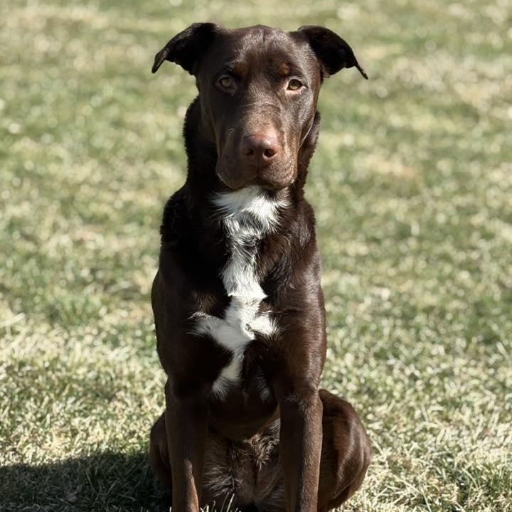 Enlarge Trina Rose, an adoptable mixed breed in Racine, WI image 1/5