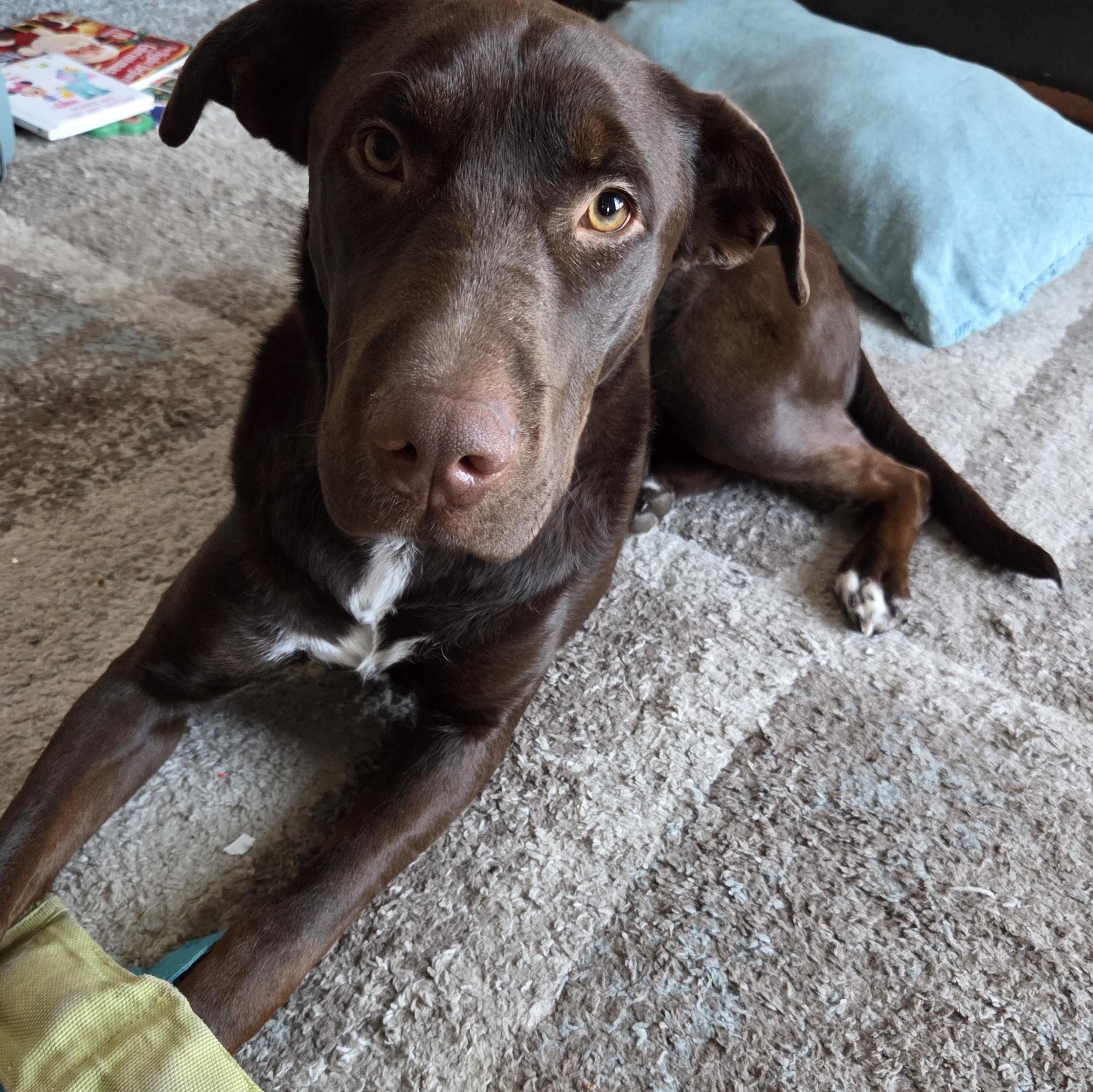 Enlarge Trina Rose, an adoptable mixed breed in Racine, WI image 2/3