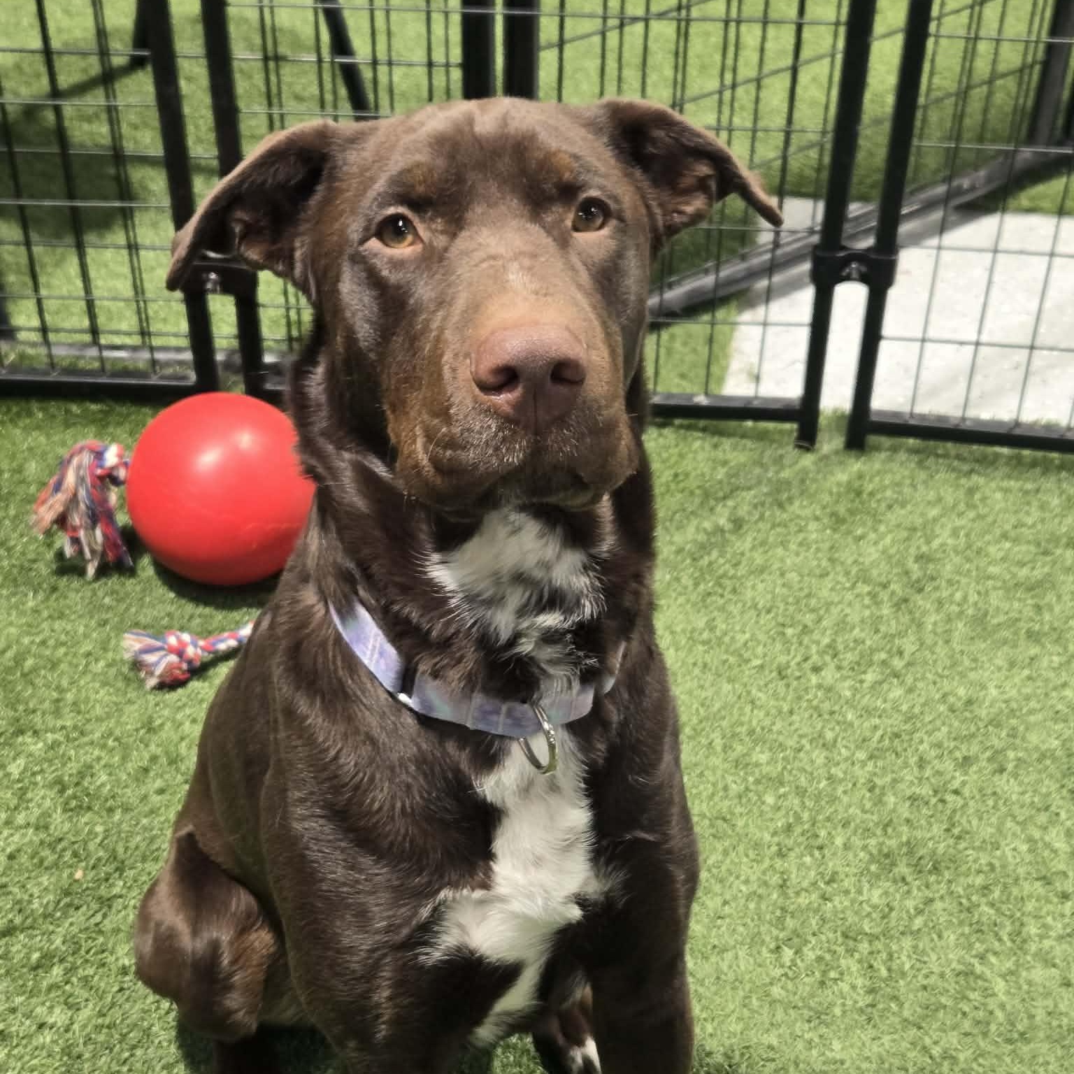 Trina Rose, an adoptable mixed breed in Racine, WI image 1/4