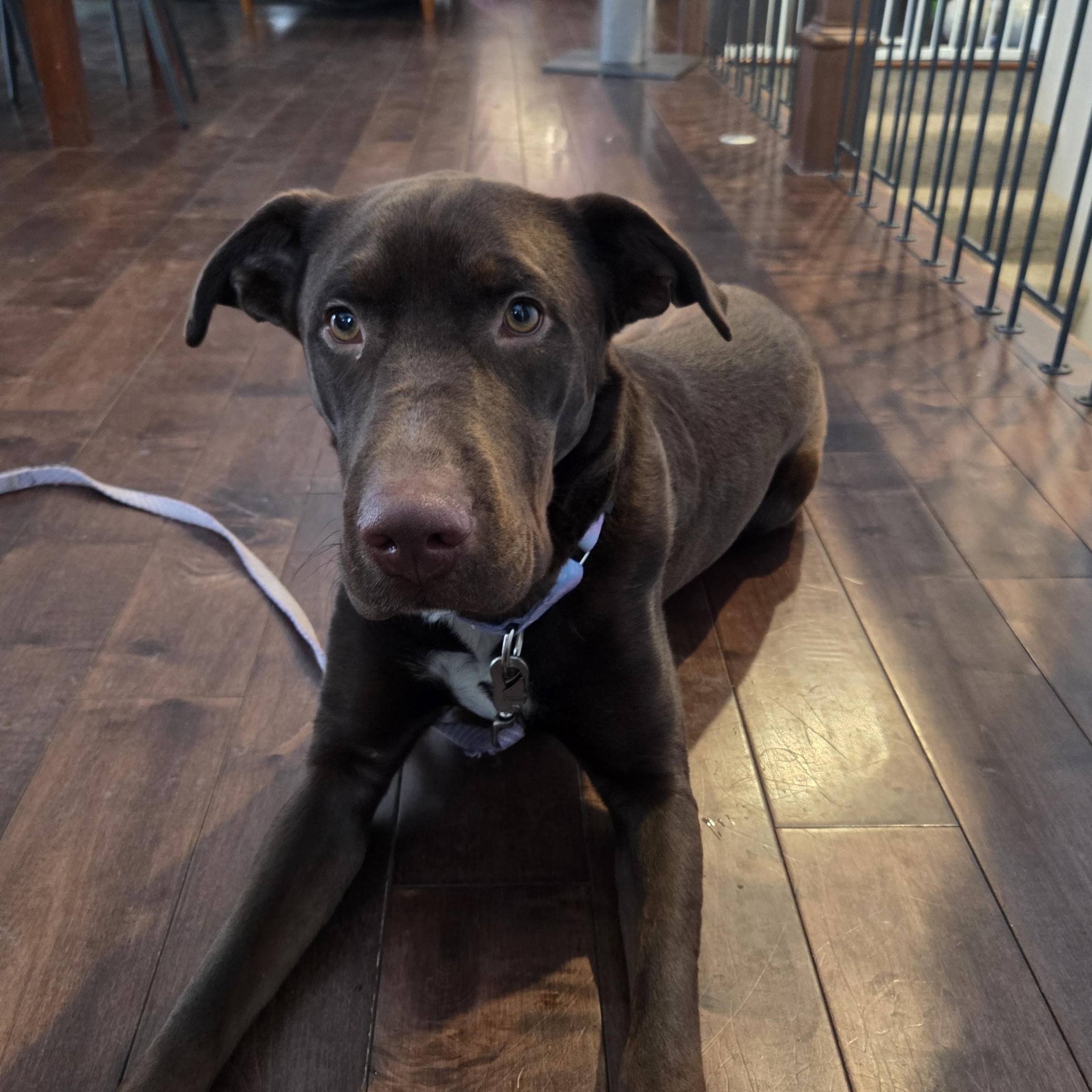 Trina Rose, adoptable, Adult Female Mixed Breed & Great Dane.