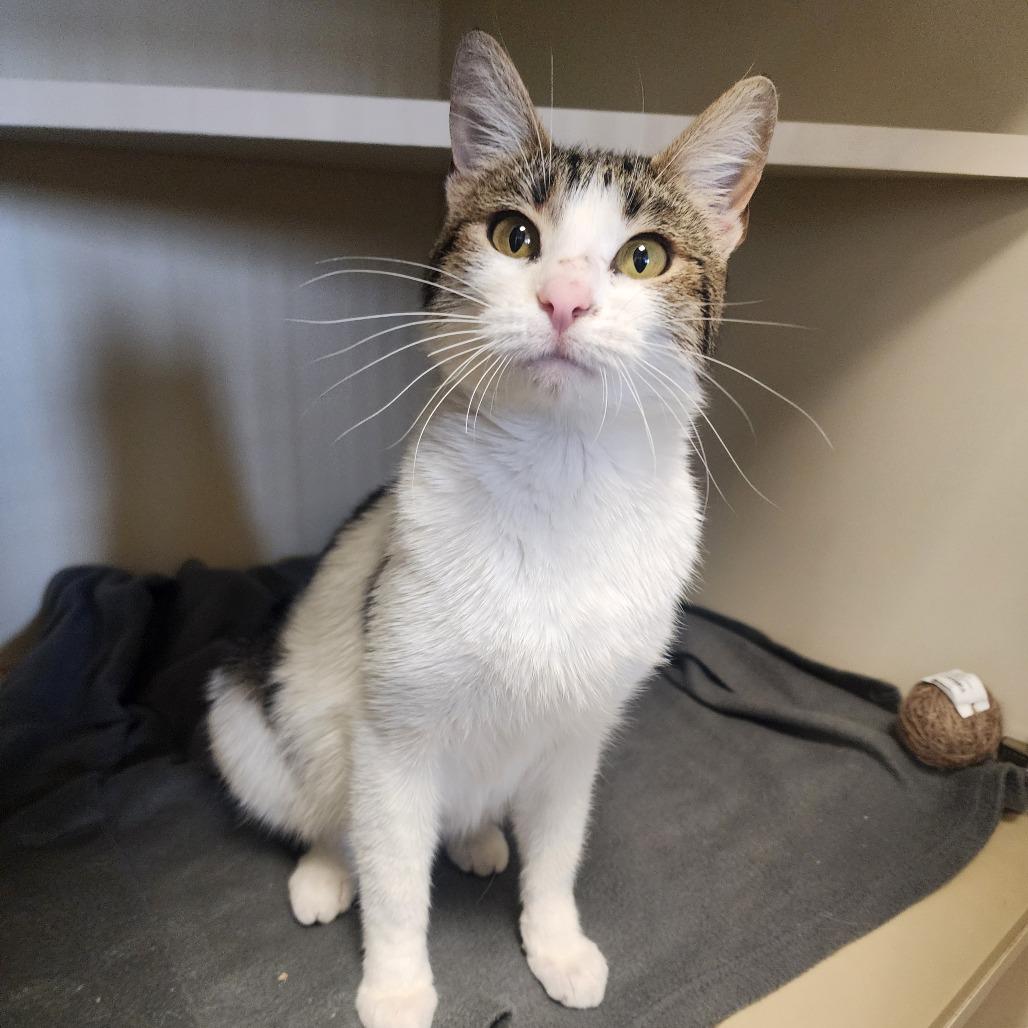 Shay, Adoptable, Young Female Domestic Short Hair.