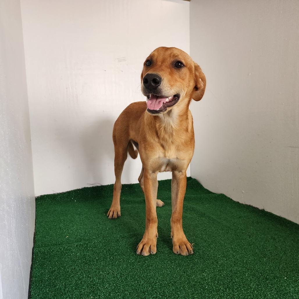 Enlarge Conway, a Adoptable Mountain Cur in Boaz, AL image 1/2