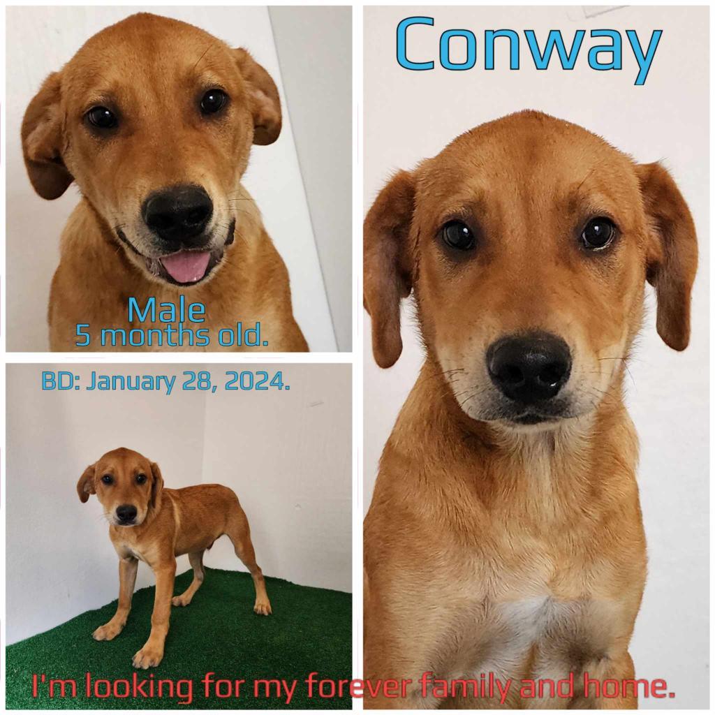 Enlarge Conway, a Adoptable Mountain Cur in Boaz, AL image 2/2