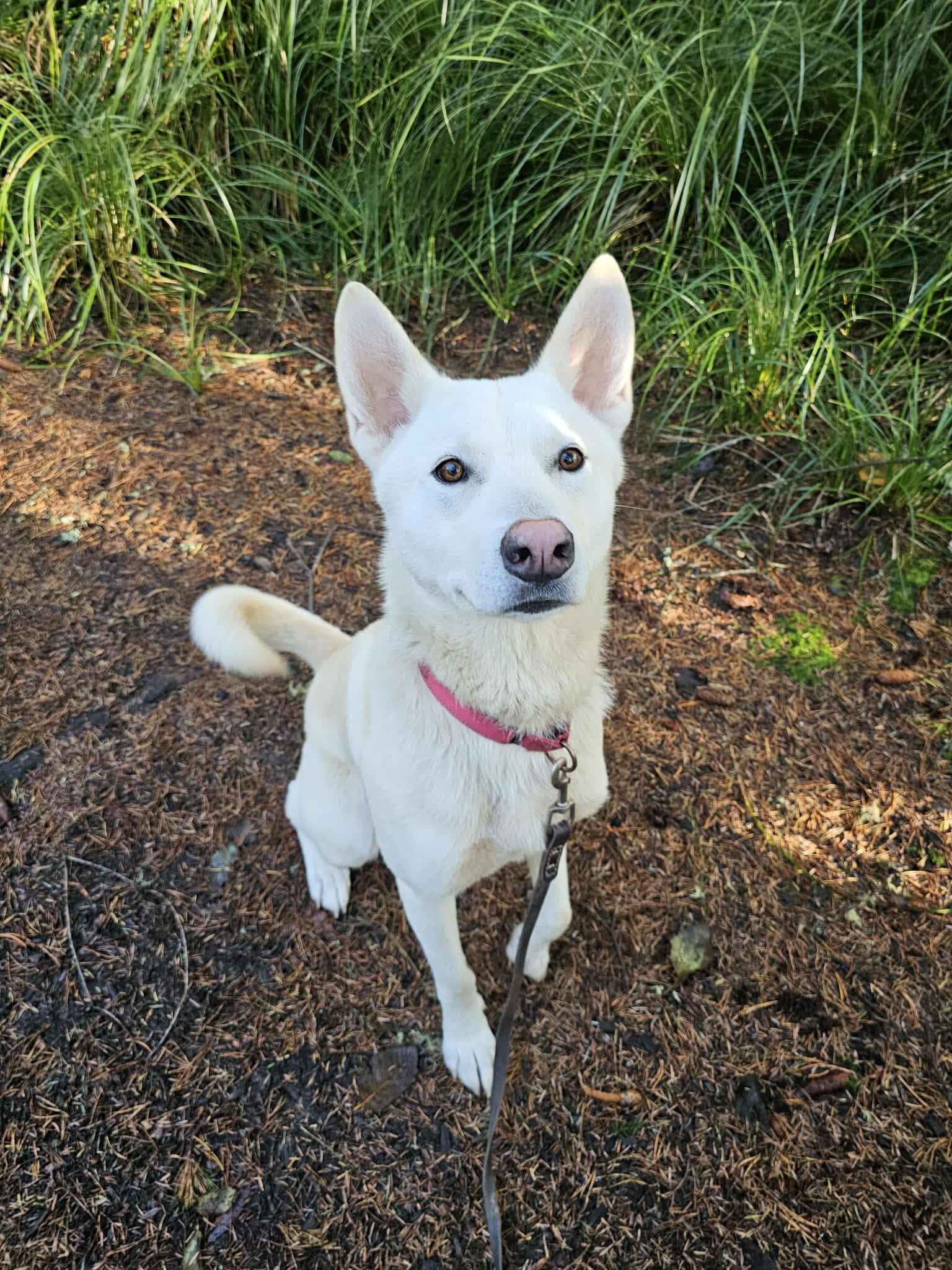 Jax, a Adoptable mixed breed in Crescent city, CA image 1/6