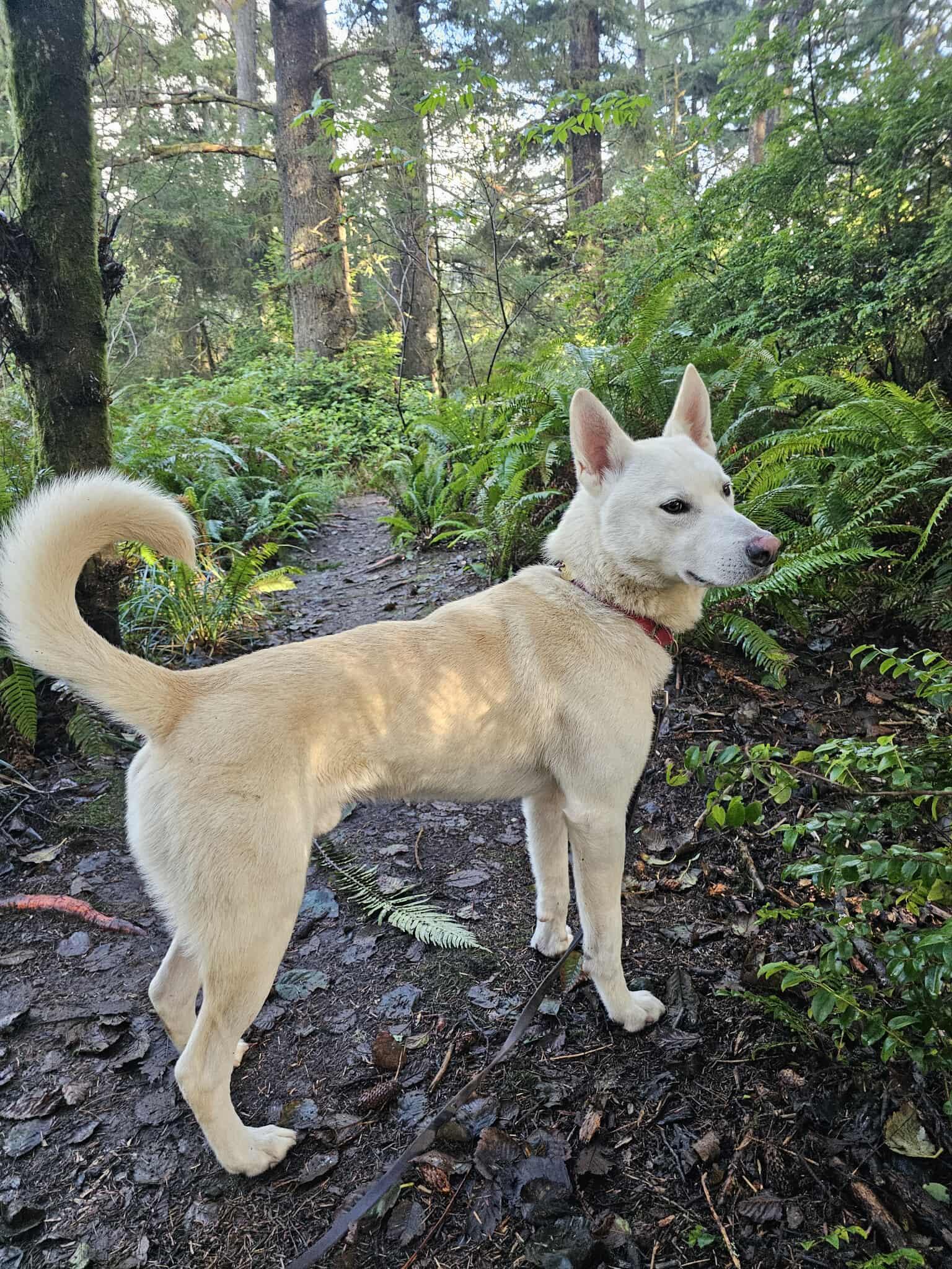 Jax, a Adoptable mixed breed in Crescent city, CA image 2/6