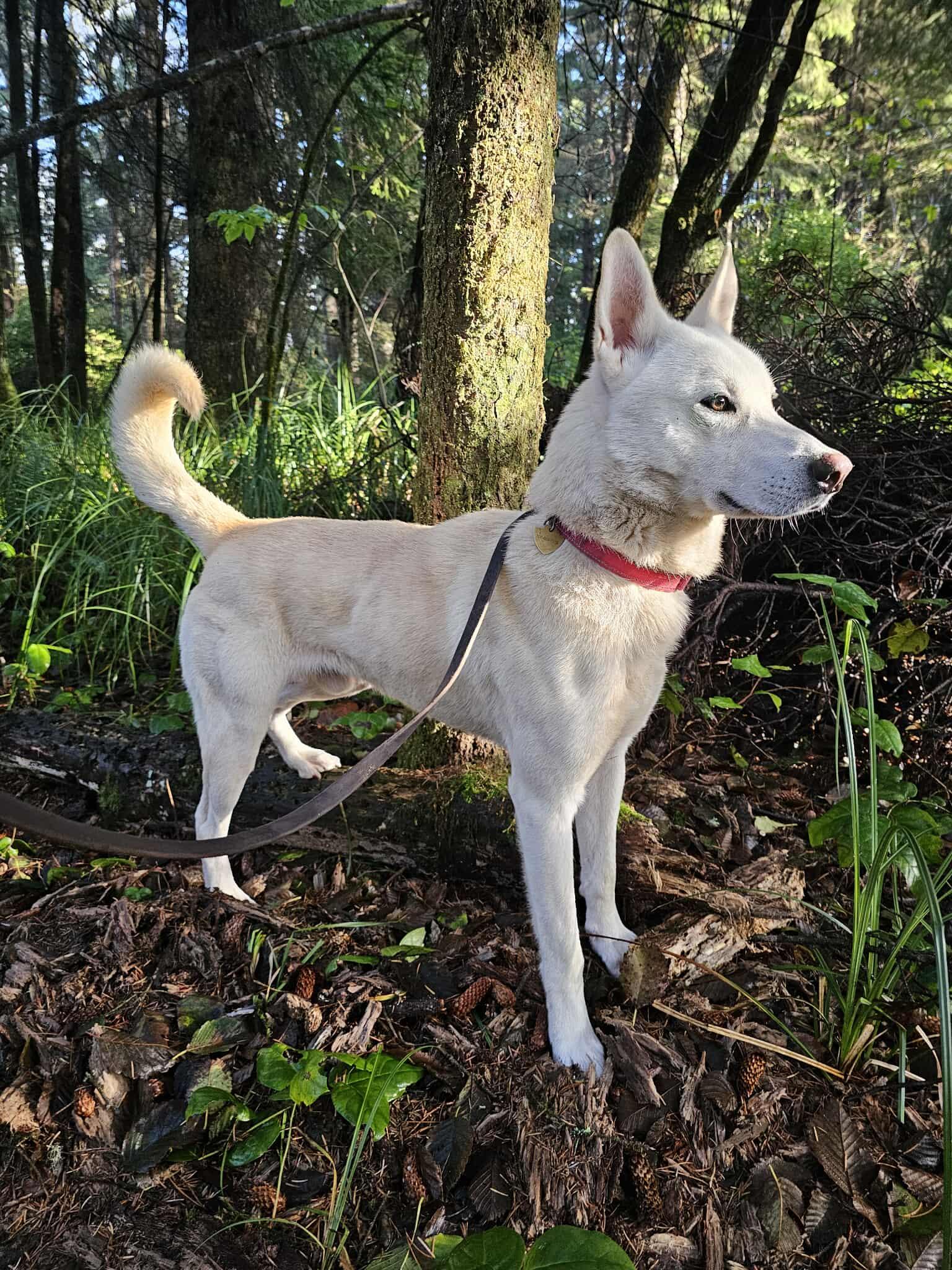 Jax, a Adoptable mixed breed in Crescent city, CA image 4/6