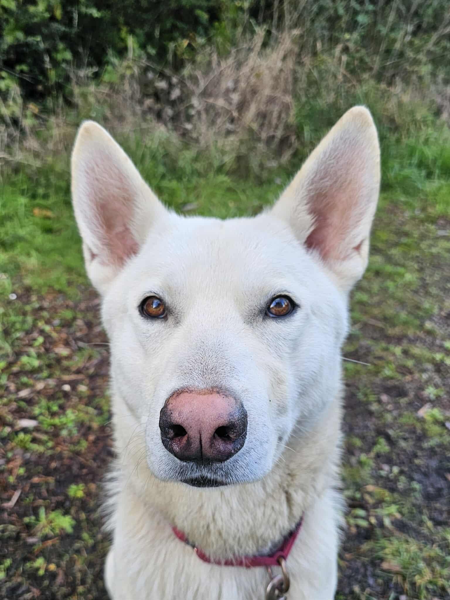 Jax, a Adoptable mixed breed in Crescent city, CA image 6/6