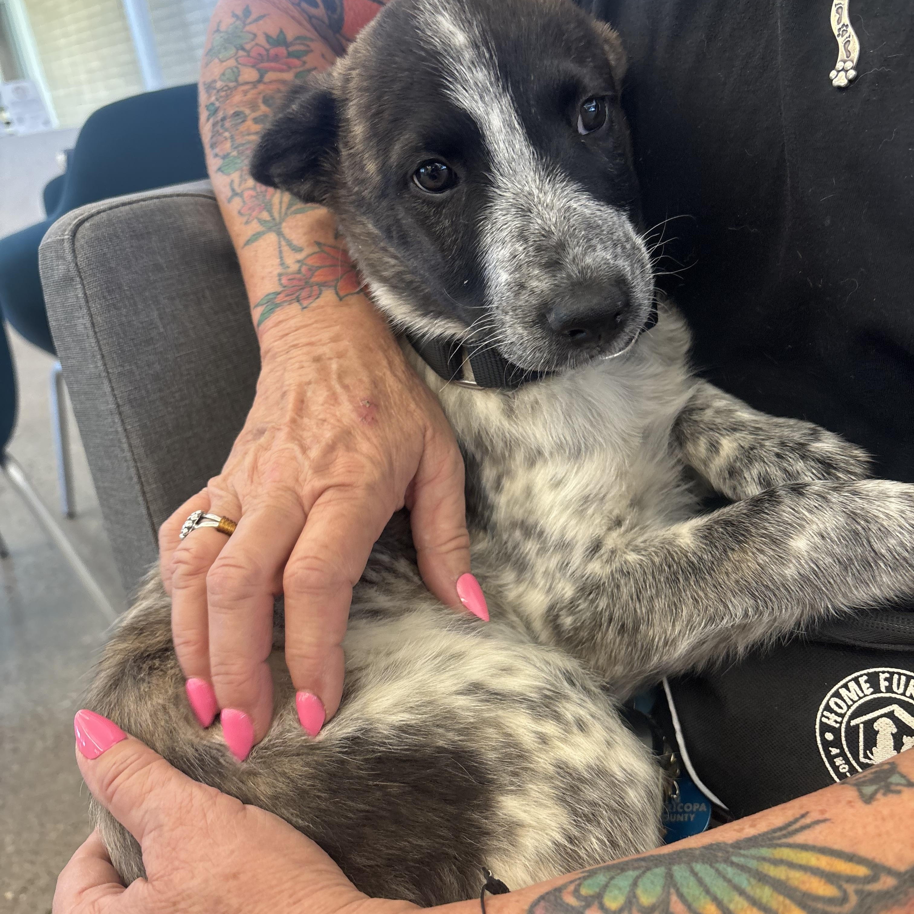 Dolly Pawton, an adopted mixed breed in Phoenix, AZ image 1/6
