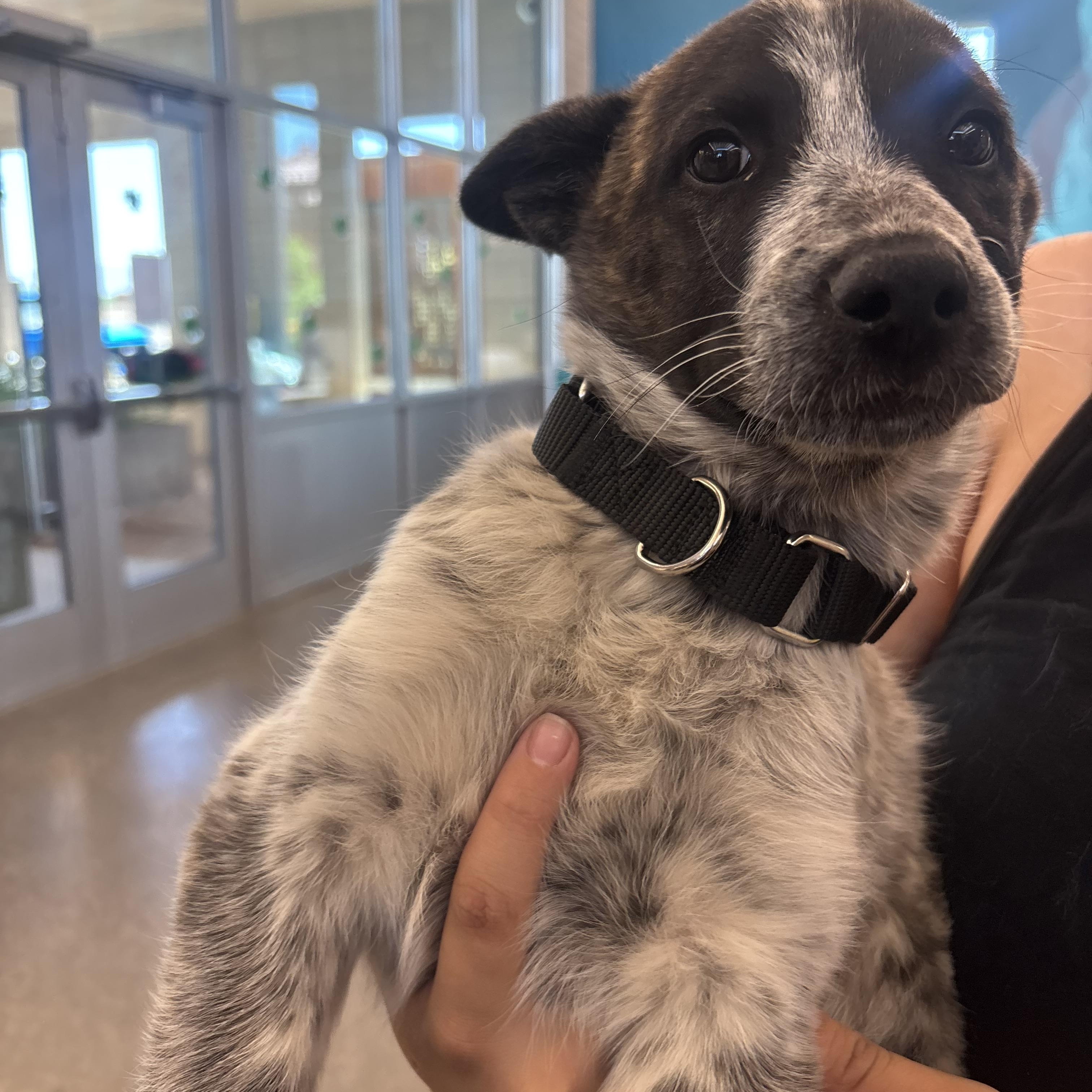 Dolly Pawton, an adopted mixed breed in Phoenix, AZ image 4/6