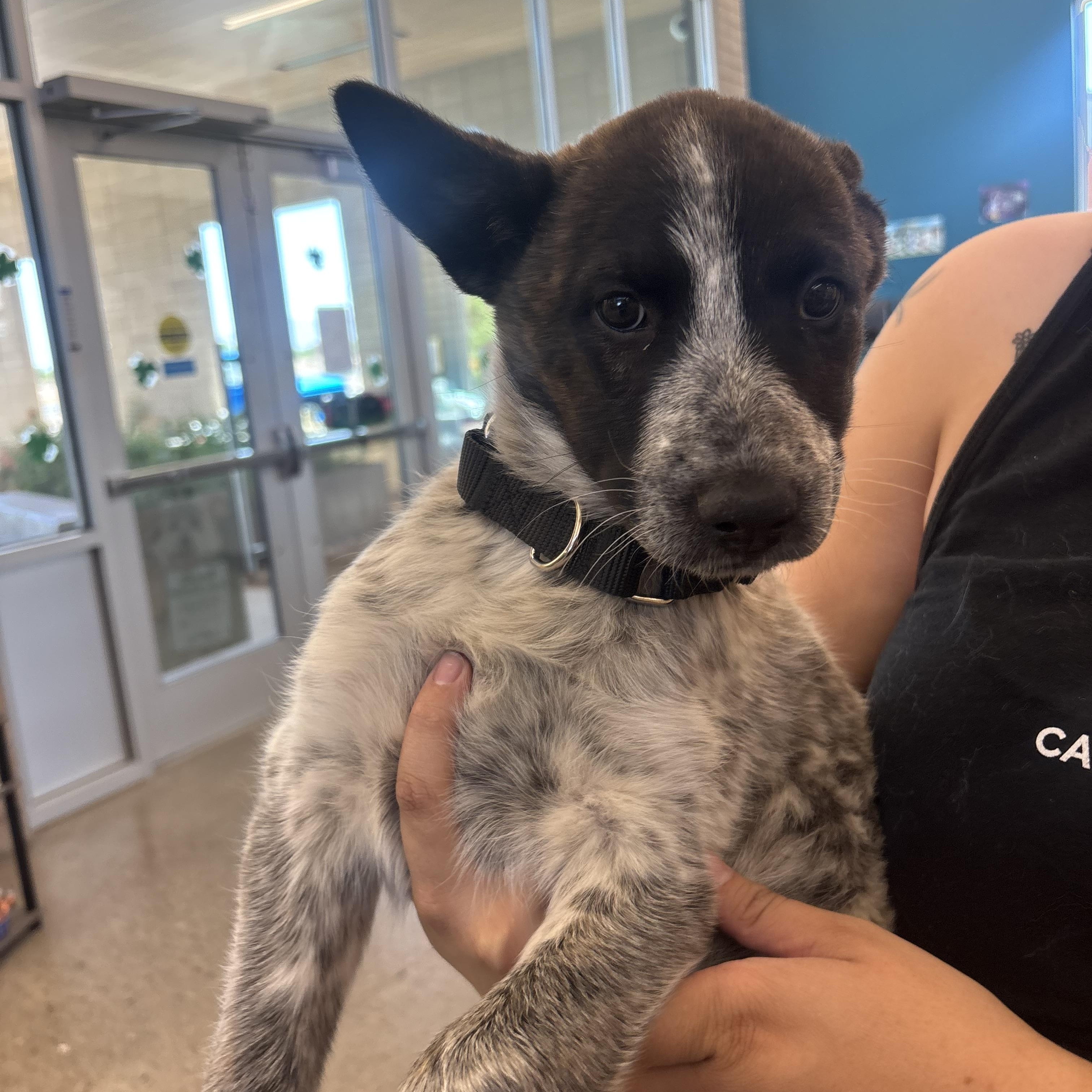 Dolly Pawton, an adopted mixed breed in Phoenix, AZ image 2/6