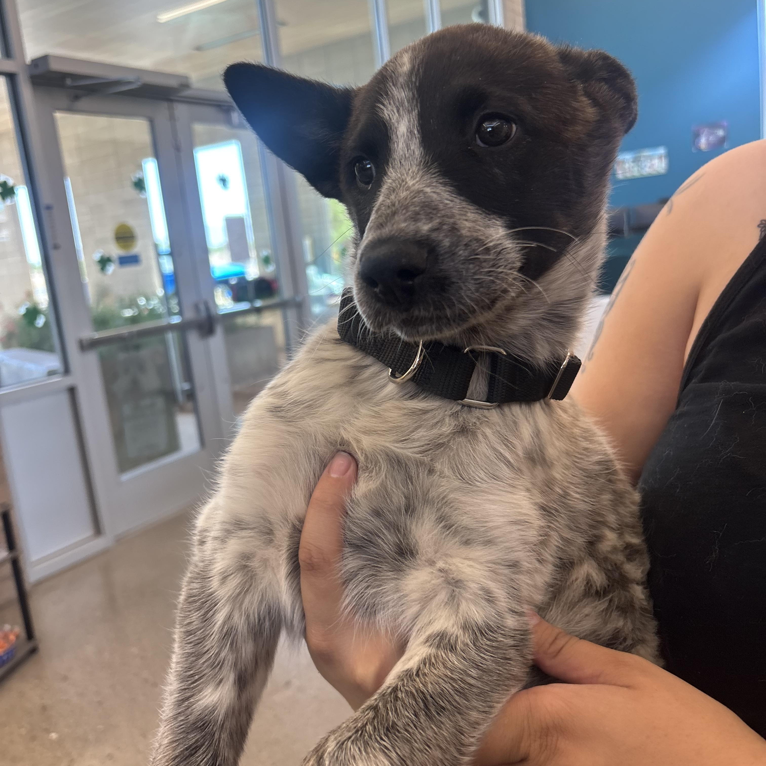 Dolly Pawton, an adopted mixed breed in Phoenix, AZ image 5/6