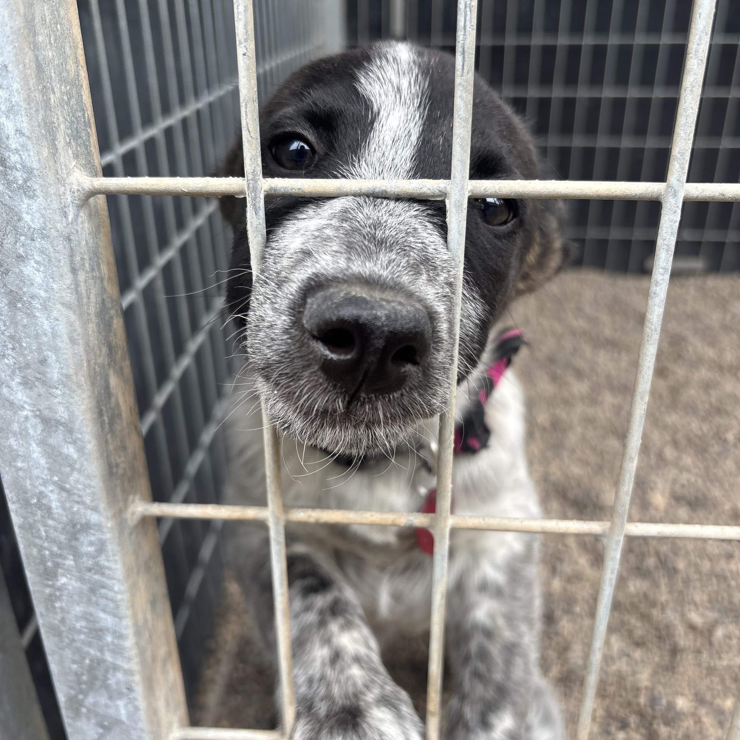 Dolly Pawton, an adopted mixed breed in Phoenix, AZ image 3/6