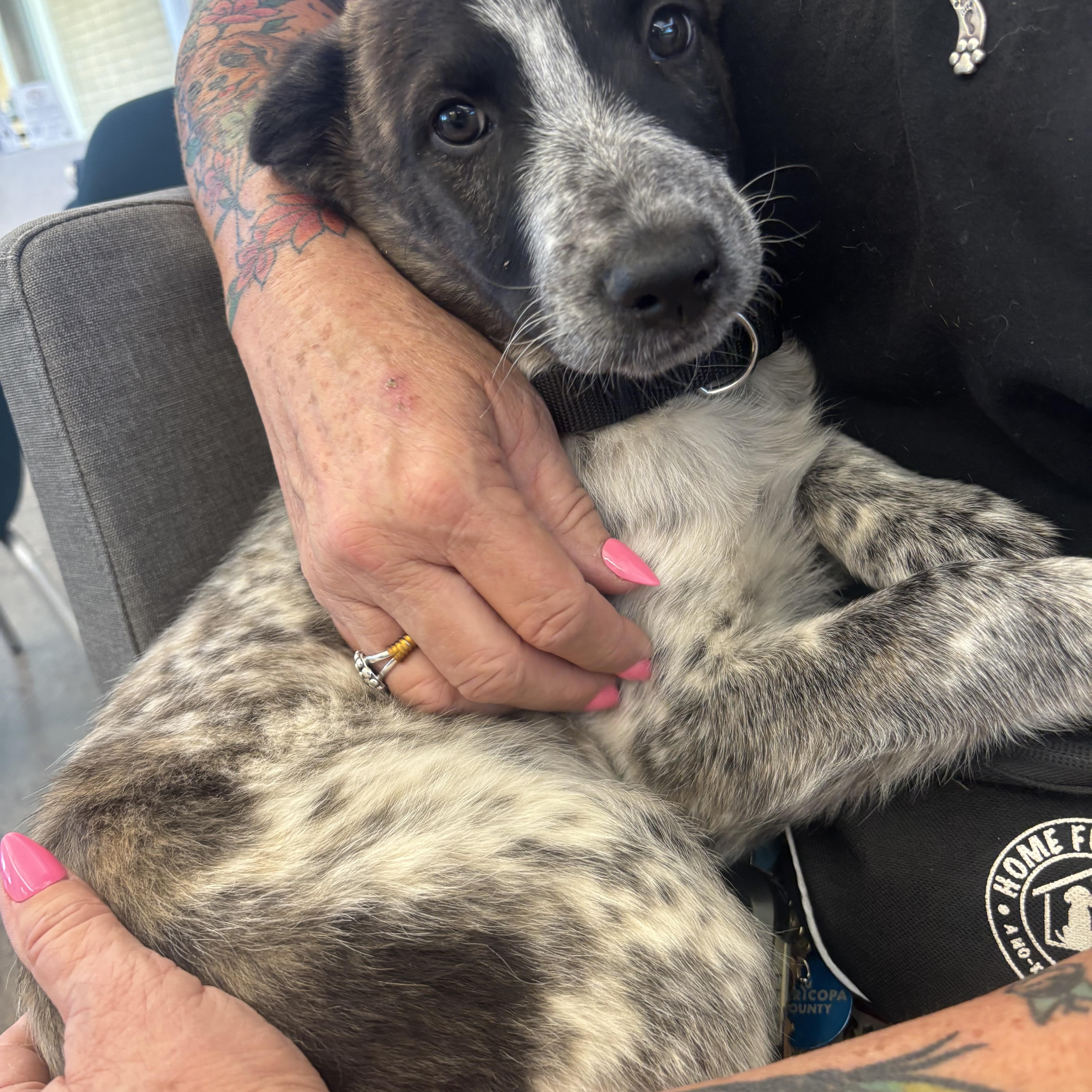 Dolly Pawton, an adopted mixed breed in Phoenix, AZ image 6/6