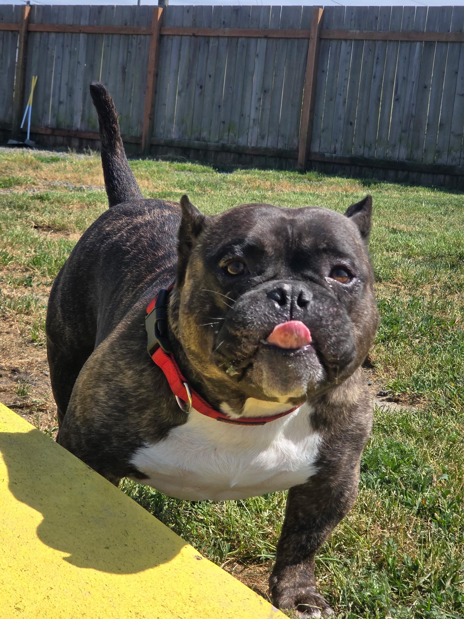 Albert, an adopted American Bully in Port Angeles, WA image 2/3