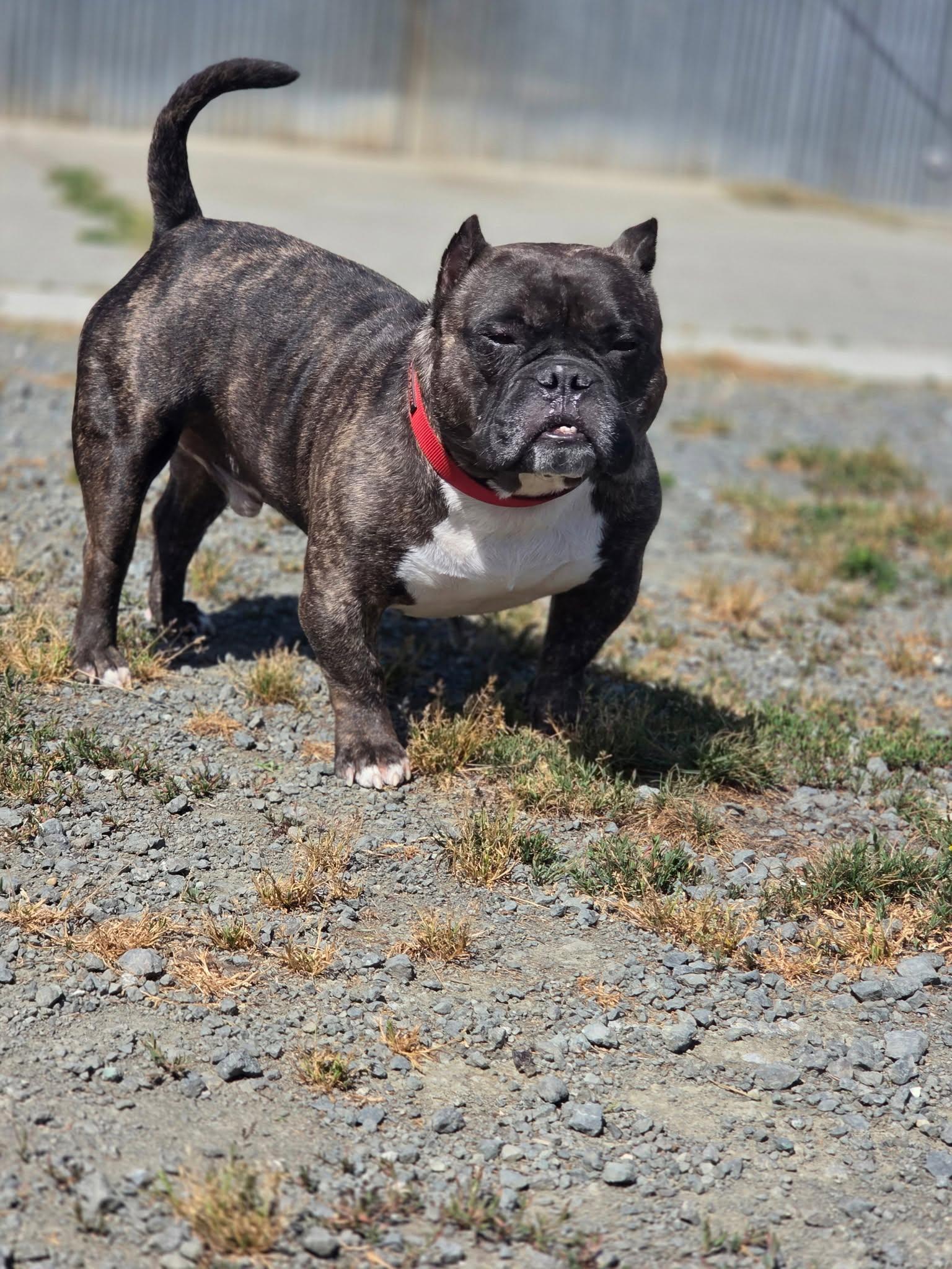 Albert, an adopted American Bully in Port Angeles, WA image 3/3
