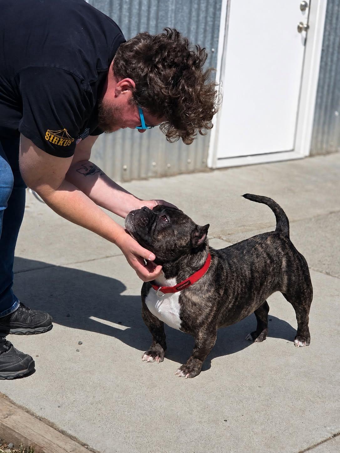 Albert, adopted, Adult Male American Bully.