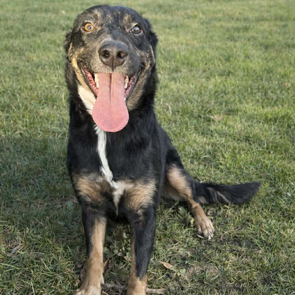 Bacon D47067, Adoptable, Adult Male Australian Cattle Dog / Blue Heeler & Australian Kelpie.