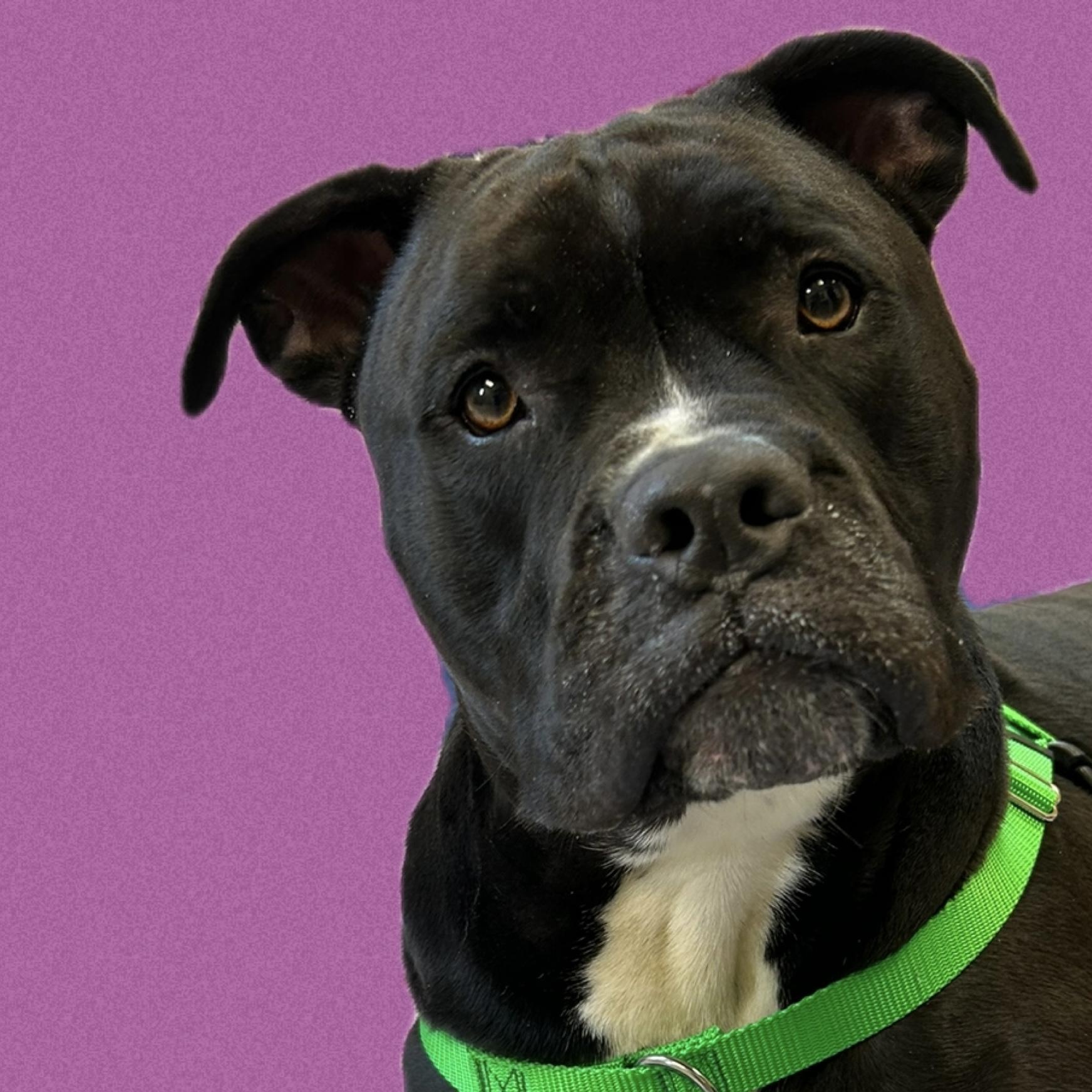 Enlarge Chunk, a Adoptable mixed breed in Cape May Court House, NJ image 2/4