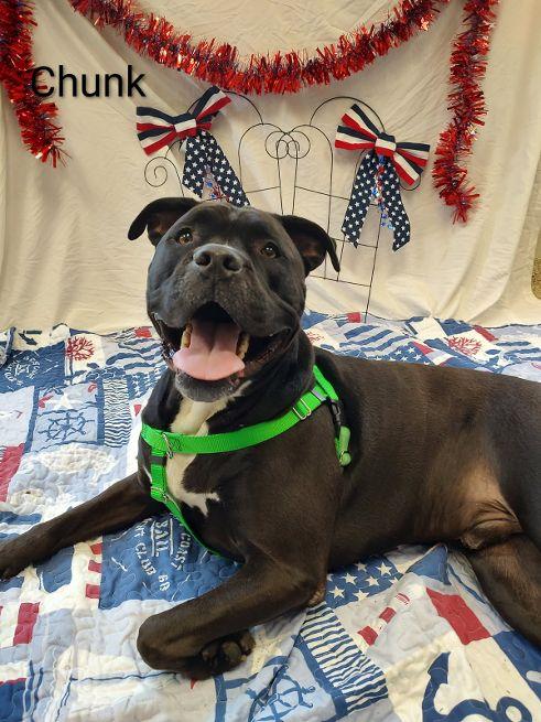Chunk, Adoptable, Adult Male Staffordshire Bull Terrier.