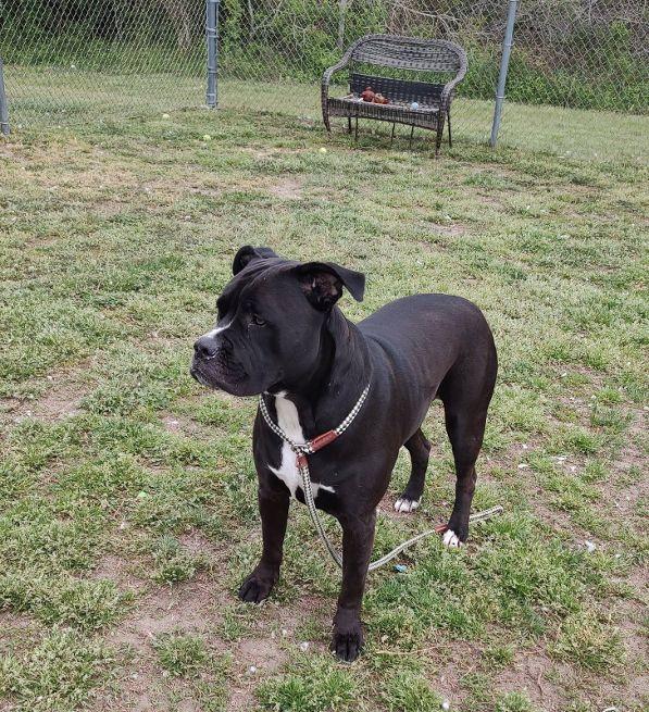 Enlarge Chunk, a Adoptable mixed breed in Cape May Court House, NJ image 4/4