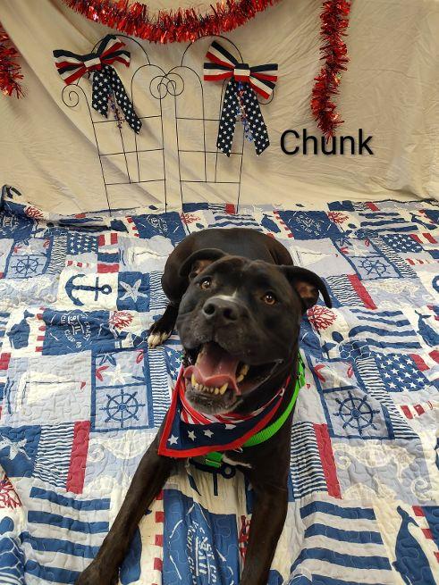 Enlarge Chunk, a Adoptable mixed breed in Cape May Court House, NJ image 3/4