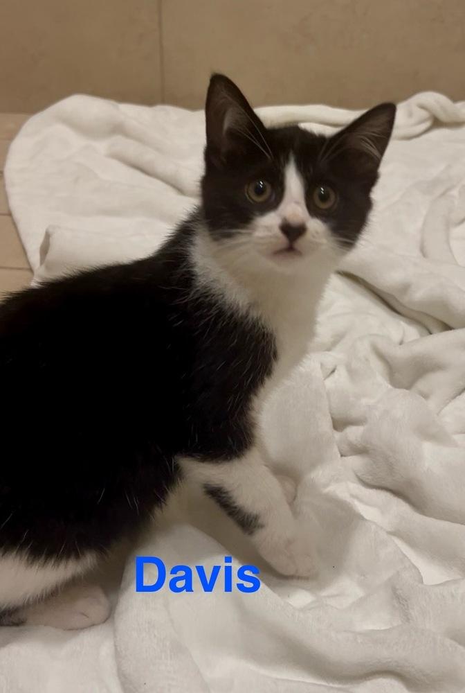 Enlarge Davis, a Adoptable Domestic Medium Hair in Fern Park, FL image 1/2