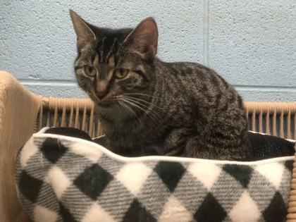 Enlarge Ameila, a ADOPTABLE Domestic Short Hair in Boyne City, MI image 1/1