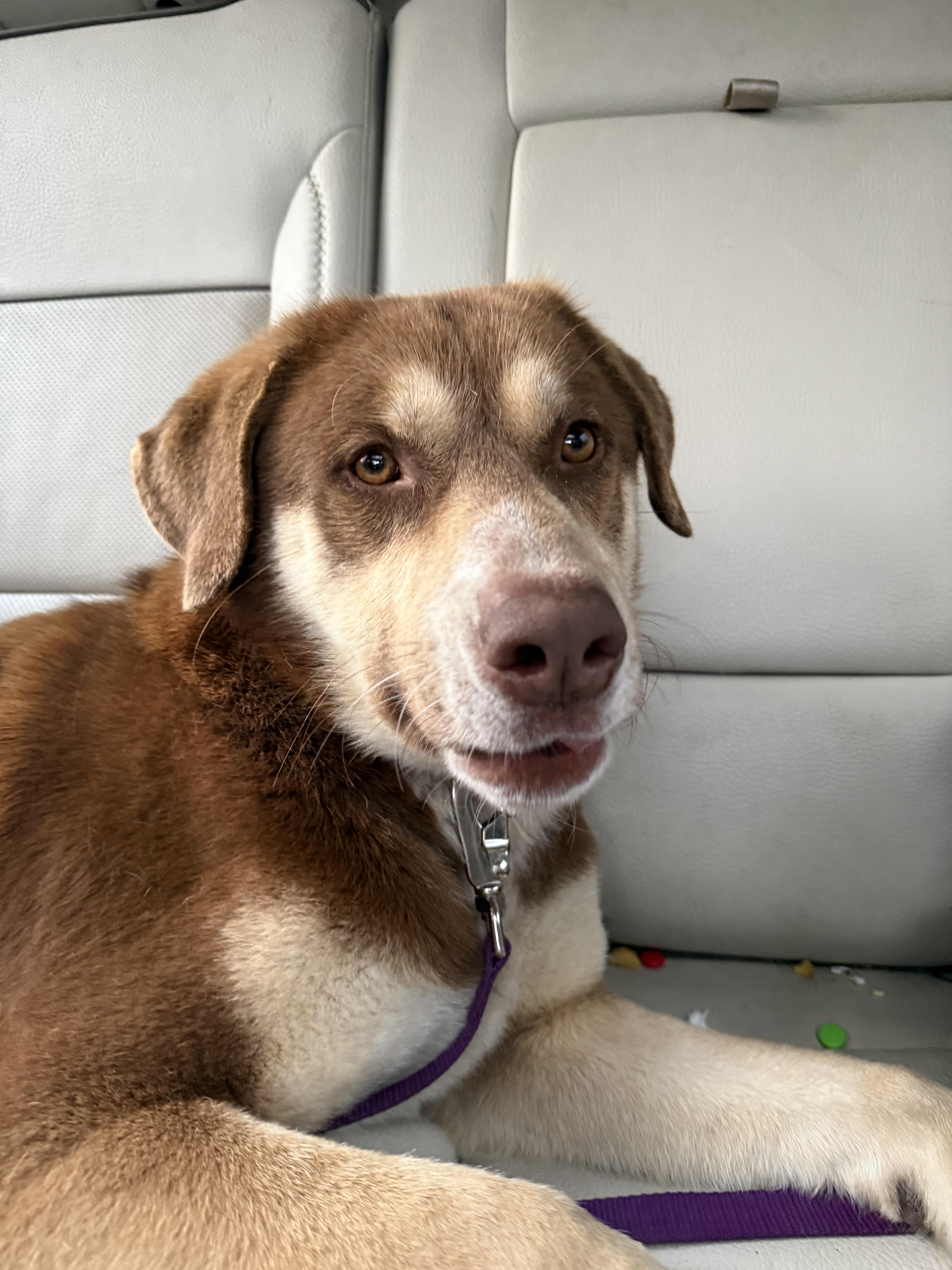 Enlarge Charlie, a ADOPTABLE mixed breed in Edwardsville, IL image 2/5