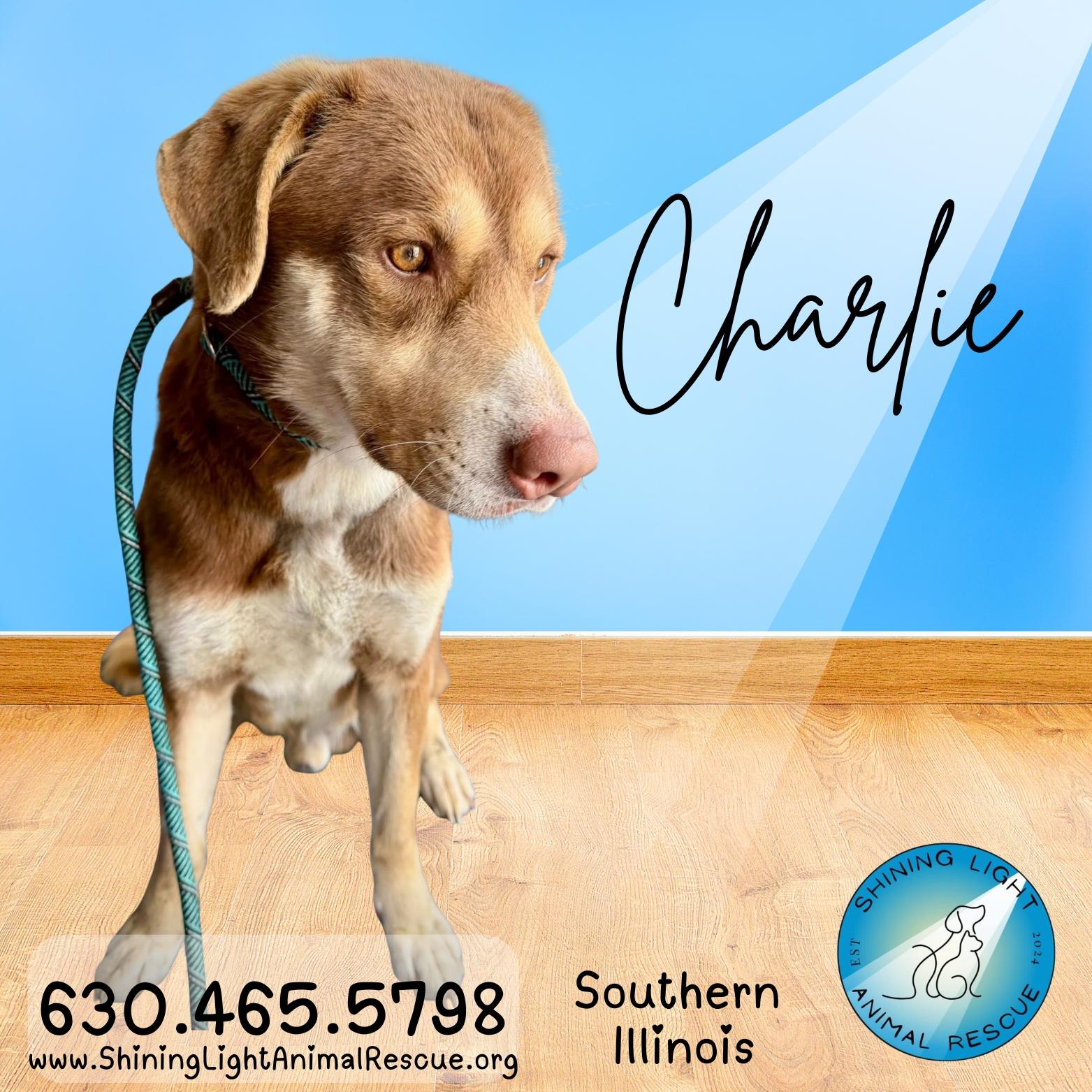 Enlarge Charlie, a ADOPTABLE mixed breed in Edwardsville, IL image 1/5