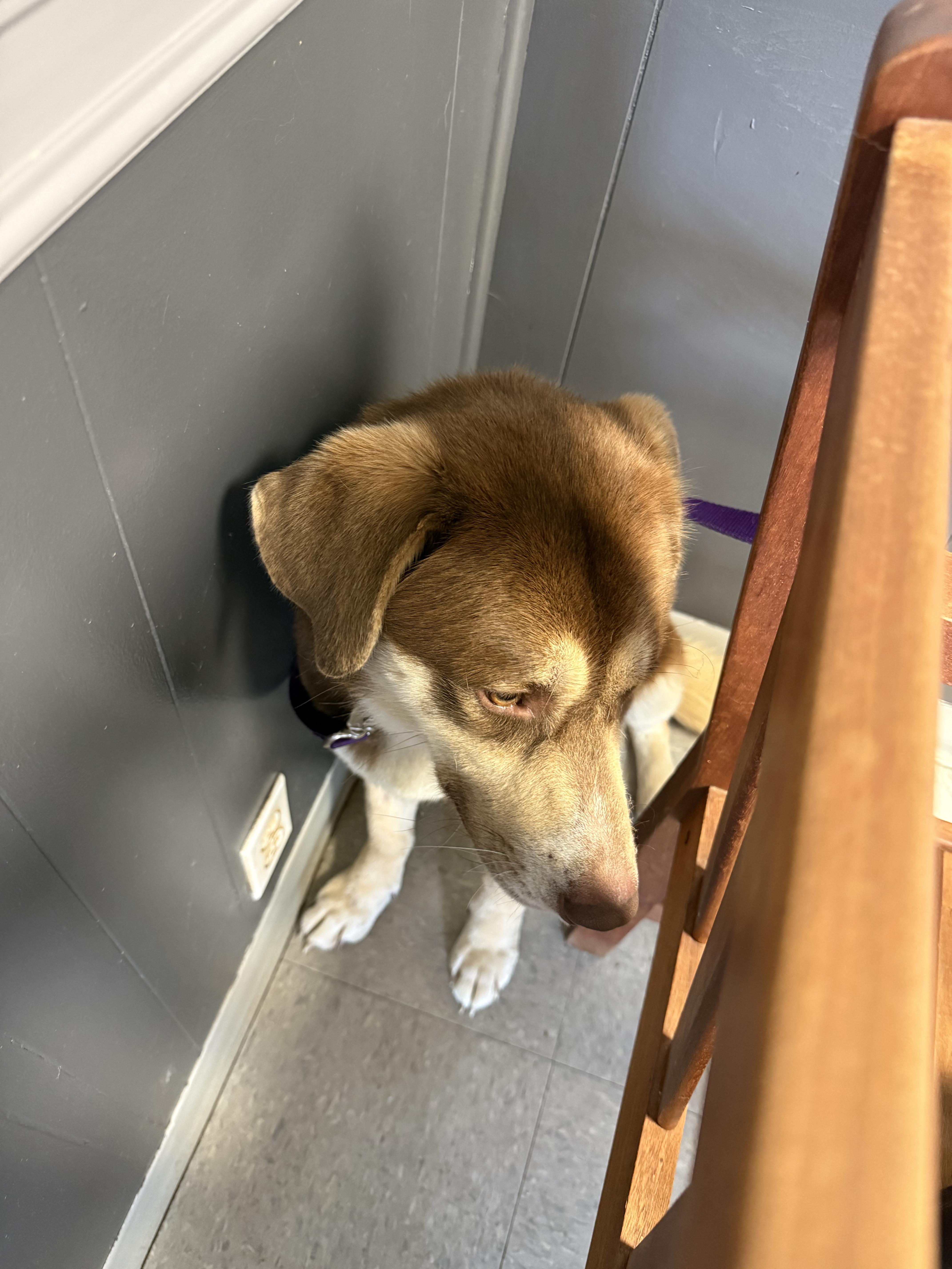 Enlarge Charlie, a ADOPTABLE mixed breed in Edwardsville, IL image 5/5