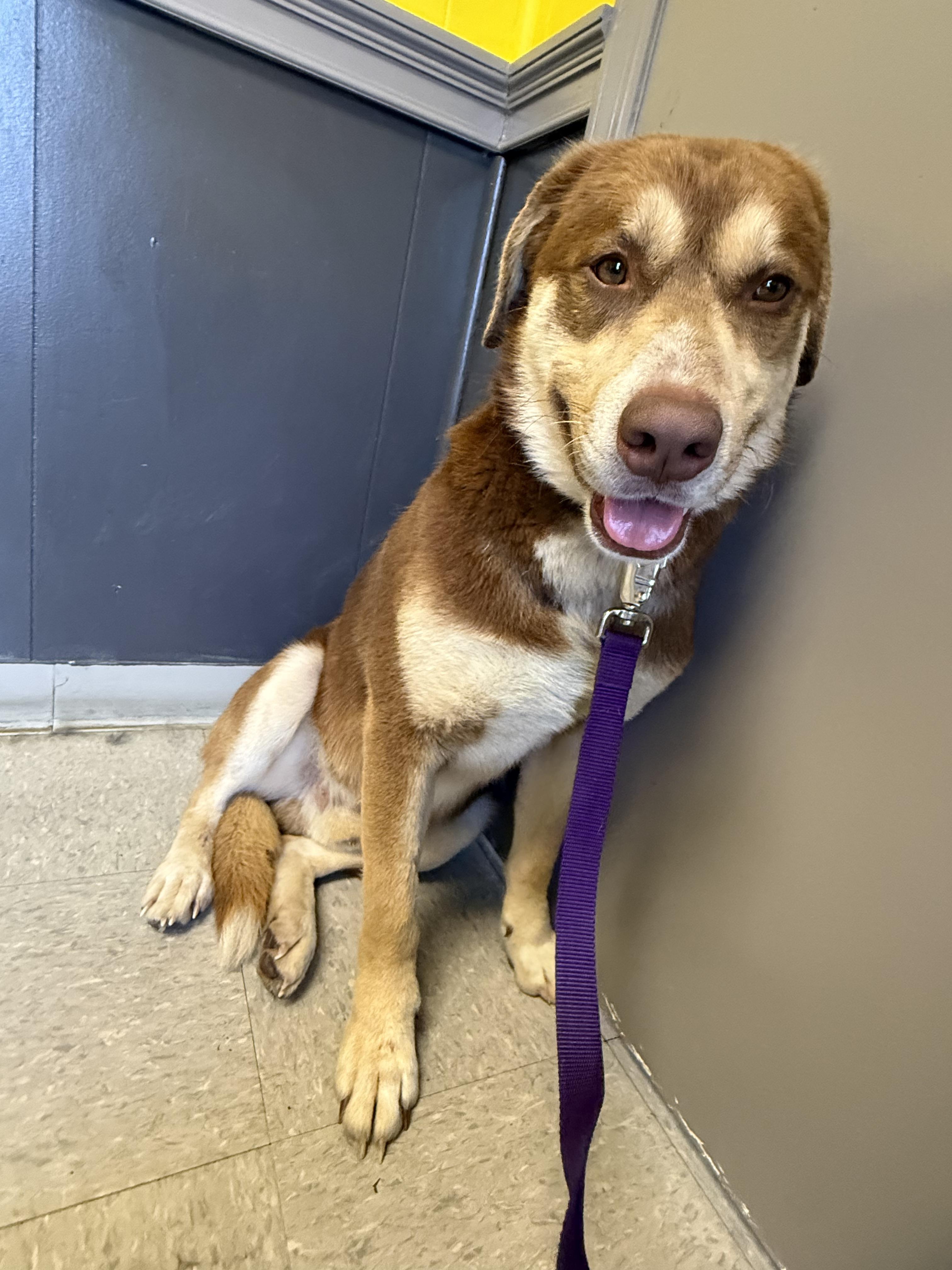 Enlarge Charlie, a ADOPTABLE mixed breed in Edwardsville, IL image 3/5