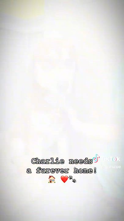 Enlarge Charlie, a ADOPTABLE mixed breed in Edwardsville, IL video 4/5