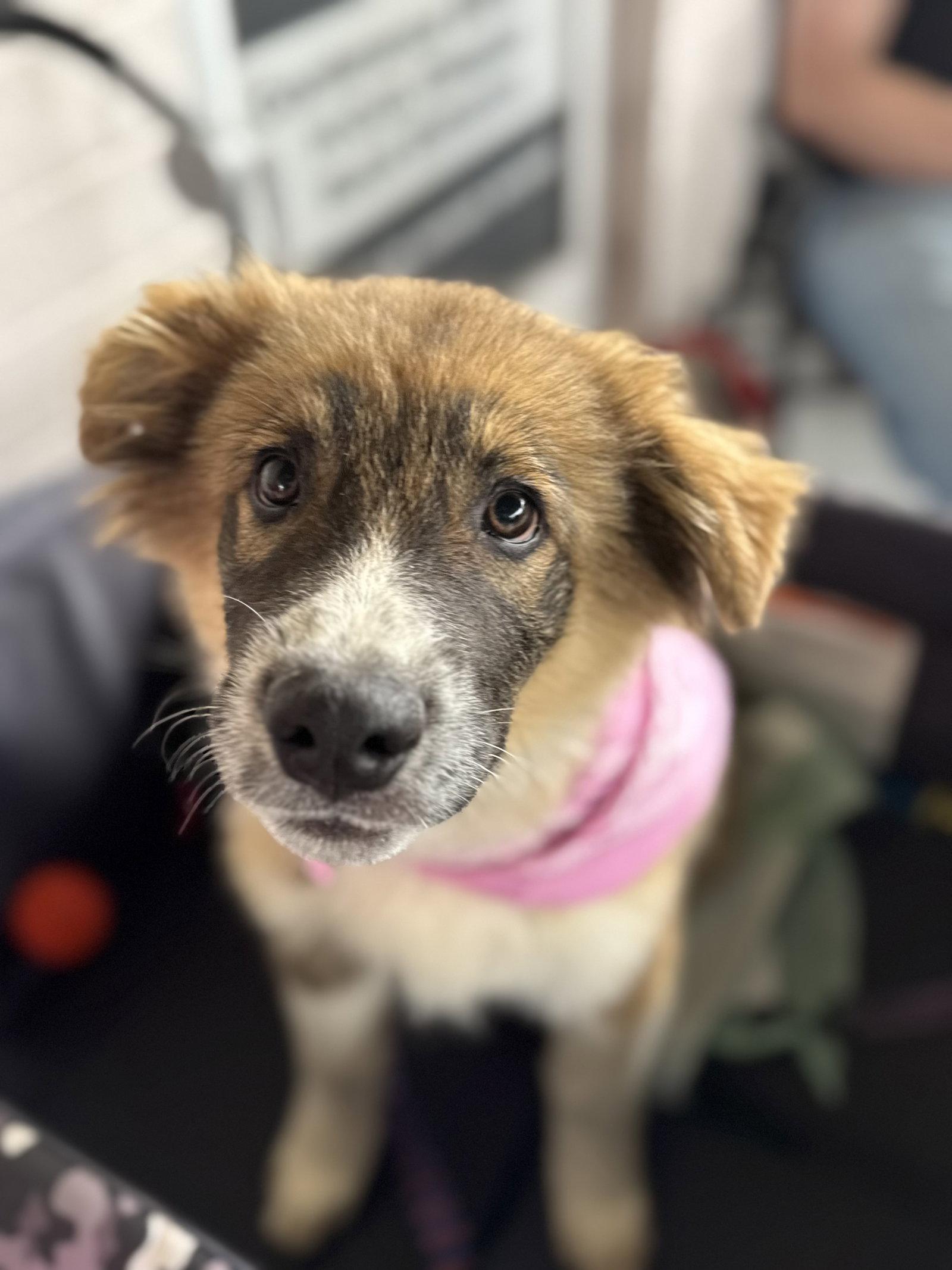 Enlarge Bandit, a Adoptable mixed breed in Holly Springs, NC image 1/3