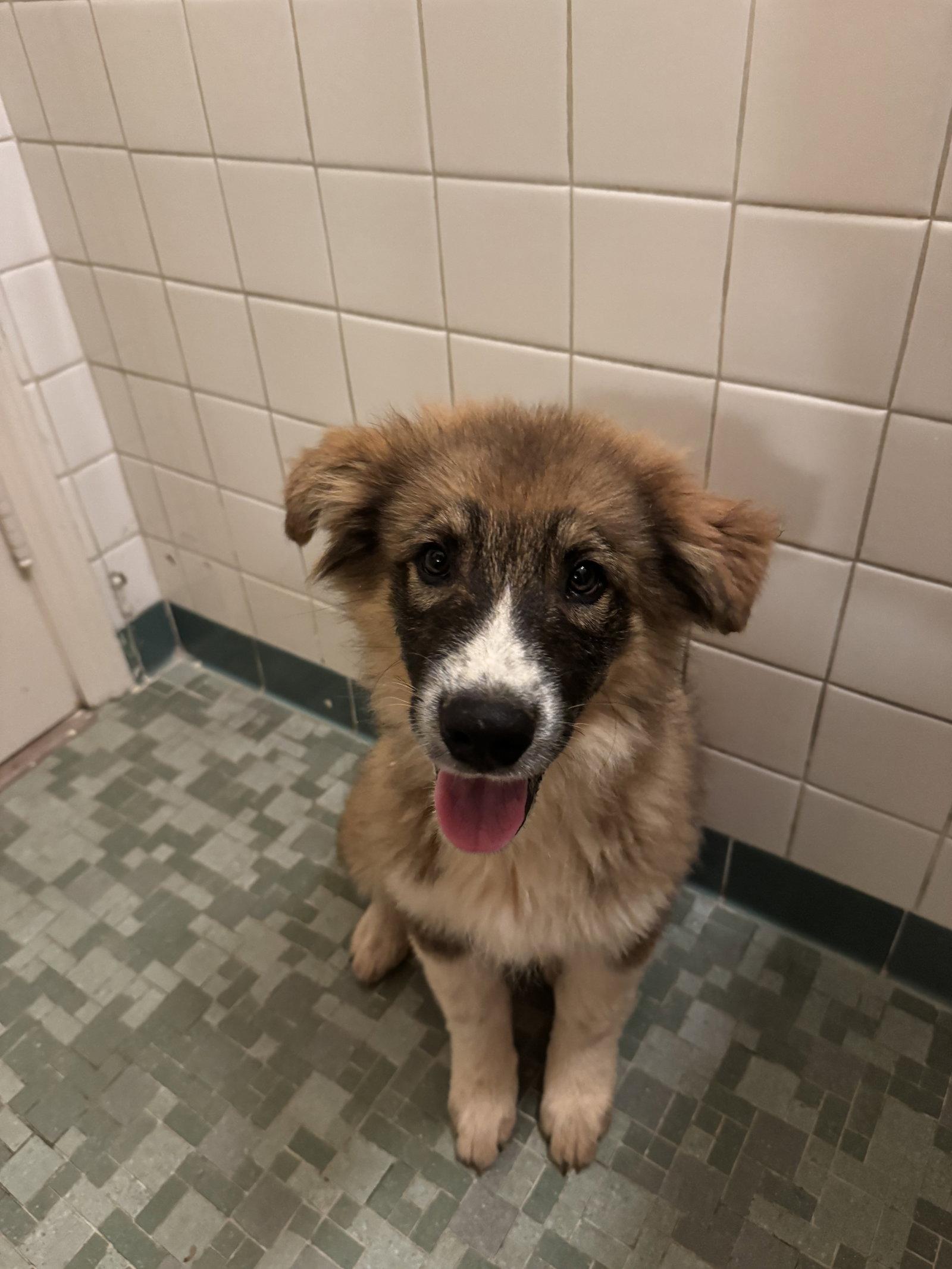Enlarge Bandit, a Adoptable mixed breed in Holly Springs, NC image 2/3