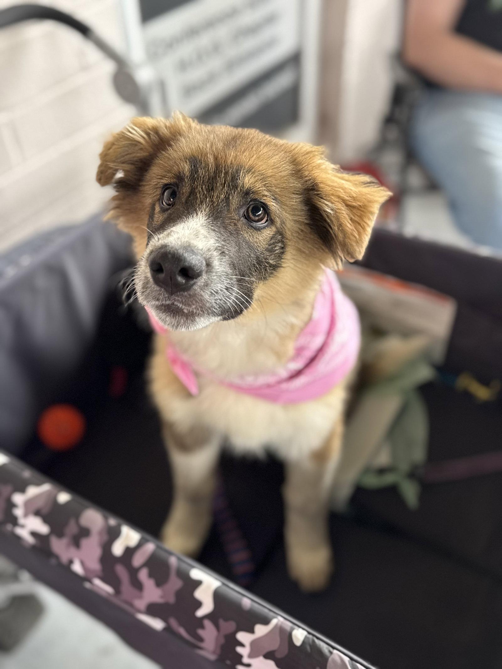 Enlarge Bandit, a Adoptable mixed breed in Holly Springs, NC image 3/3