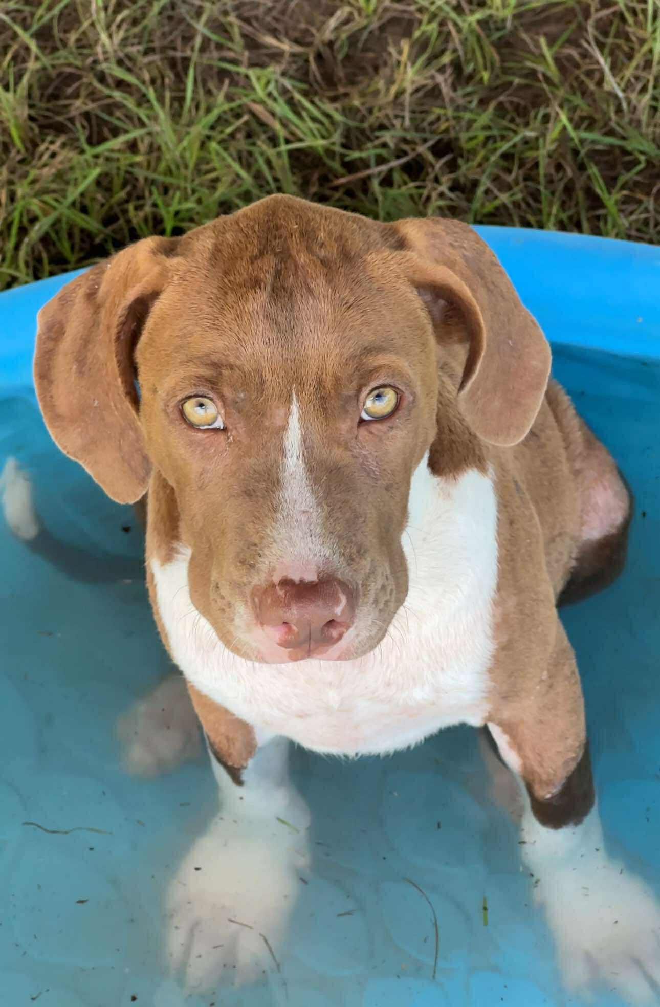 Whiskey (East Texas Puppies)