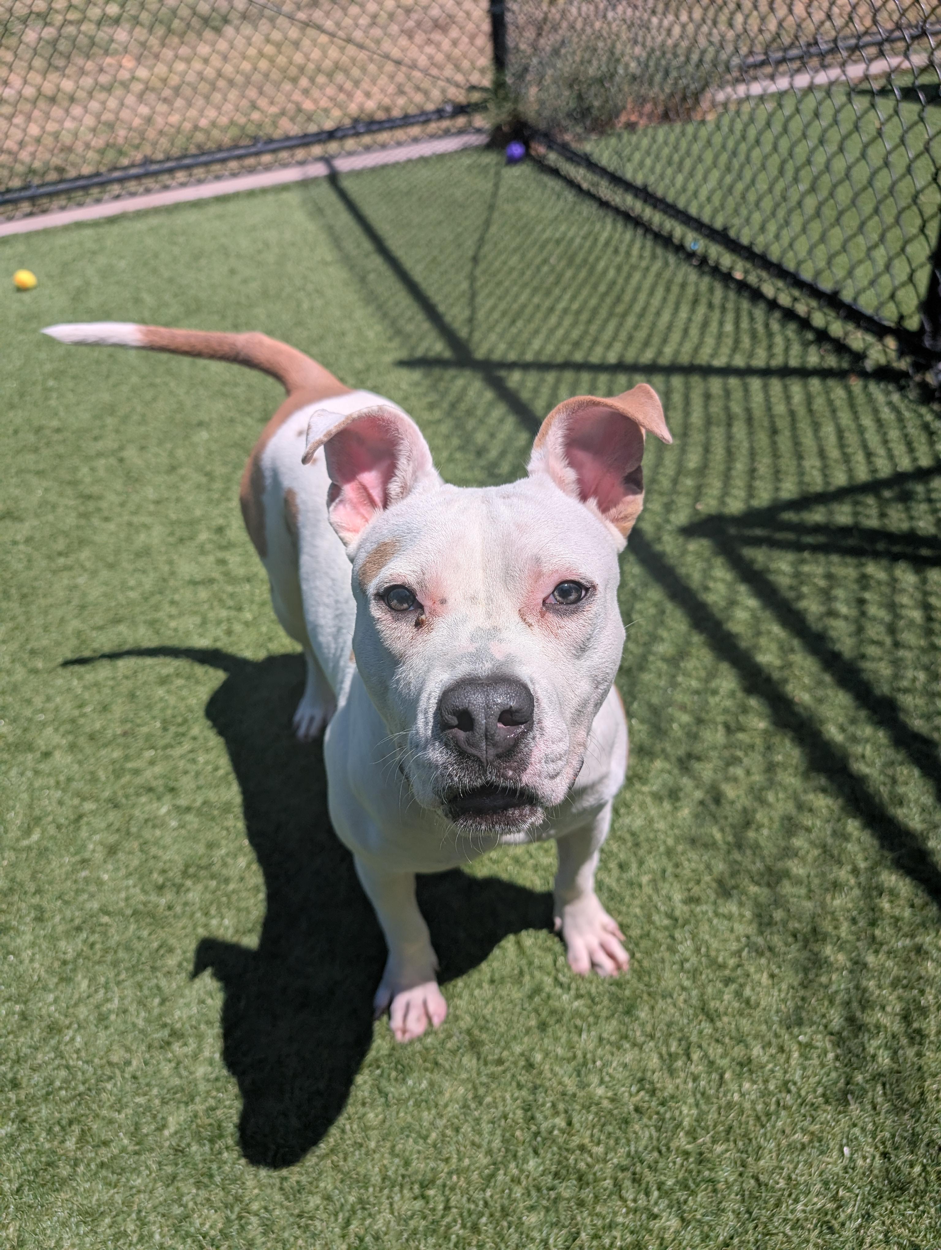 Nova **Courtesy Post. Out of town pet. See below for details**