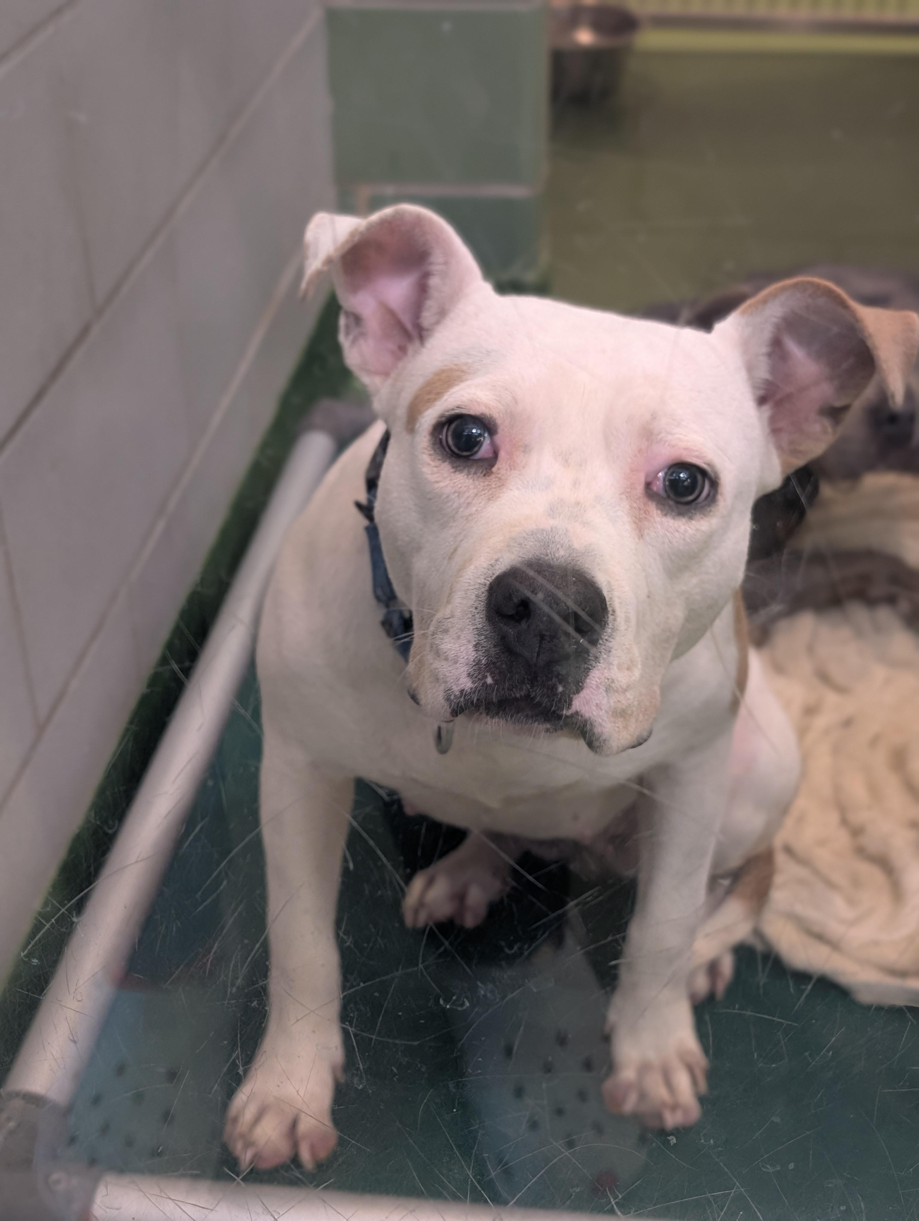 Nova **Courtesy Post. Out of town pet. See below for details**