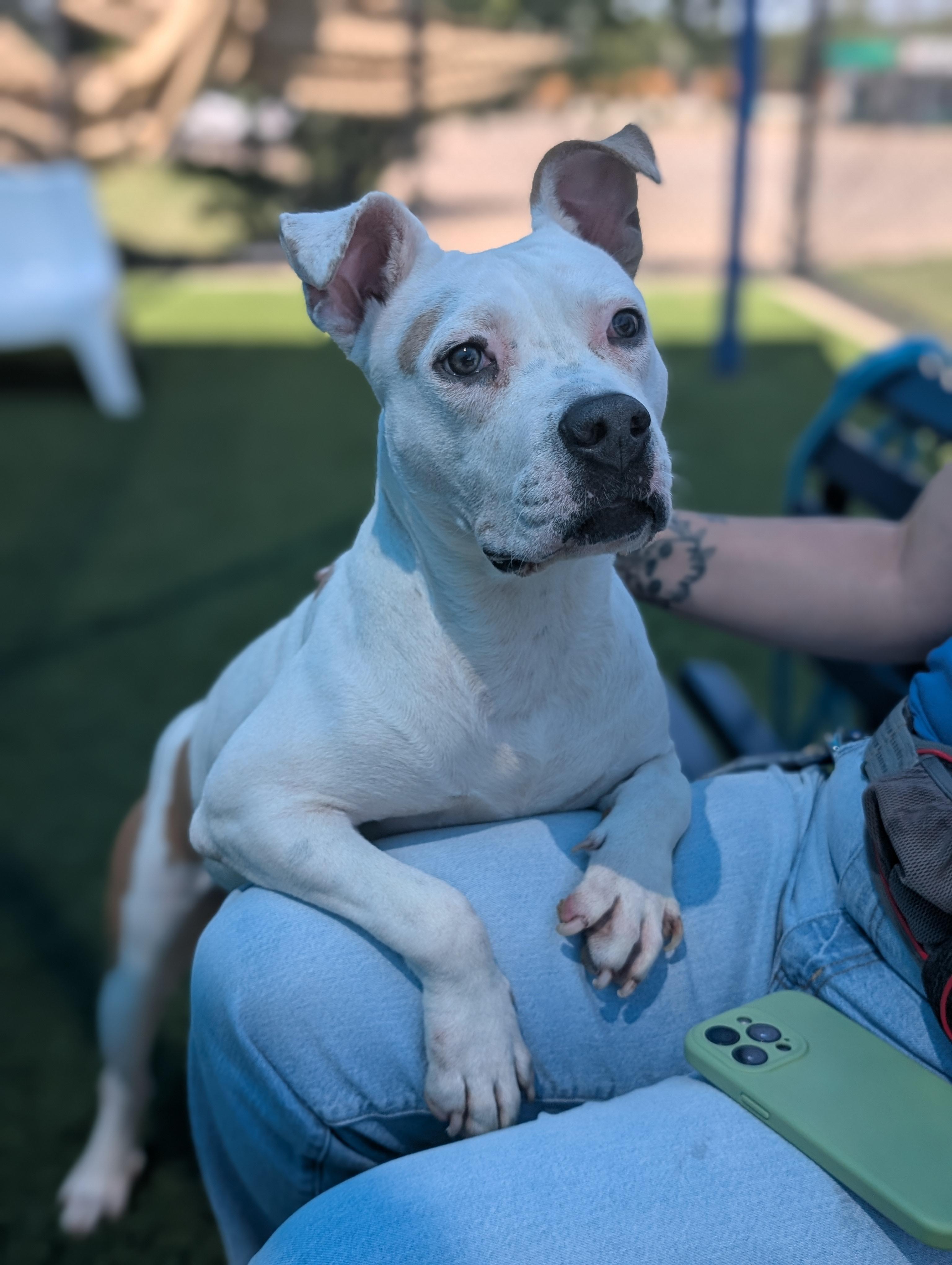 Nova **Courtesy Post. Out of town pet. See below for details**