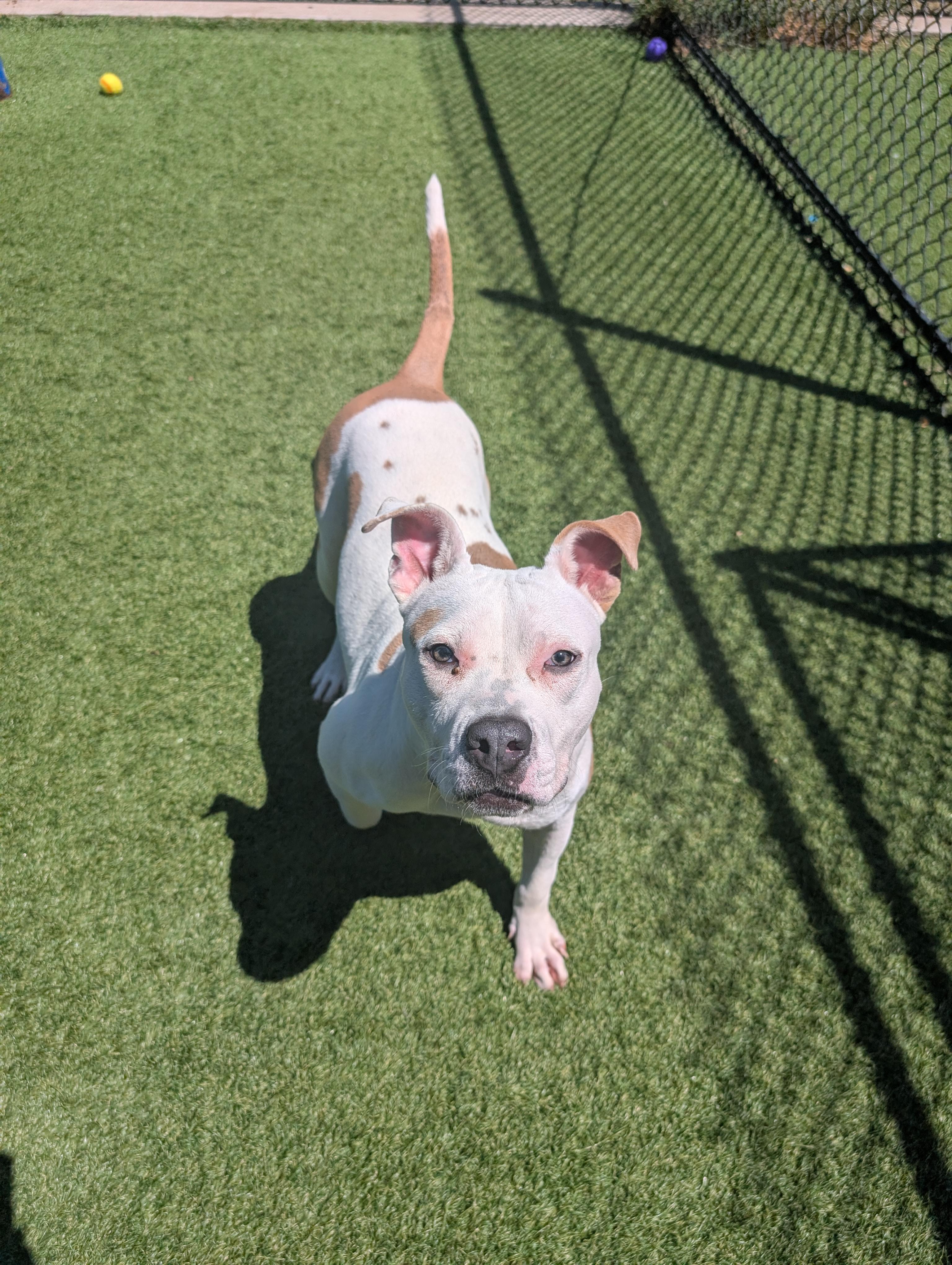 Nova **Courtesy Post. Out of town pet. See below for details**