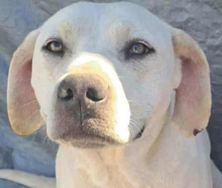 Enlarge Dori, a ADOPTABLE Labrador Retriever in Aurora, IL image 1/4