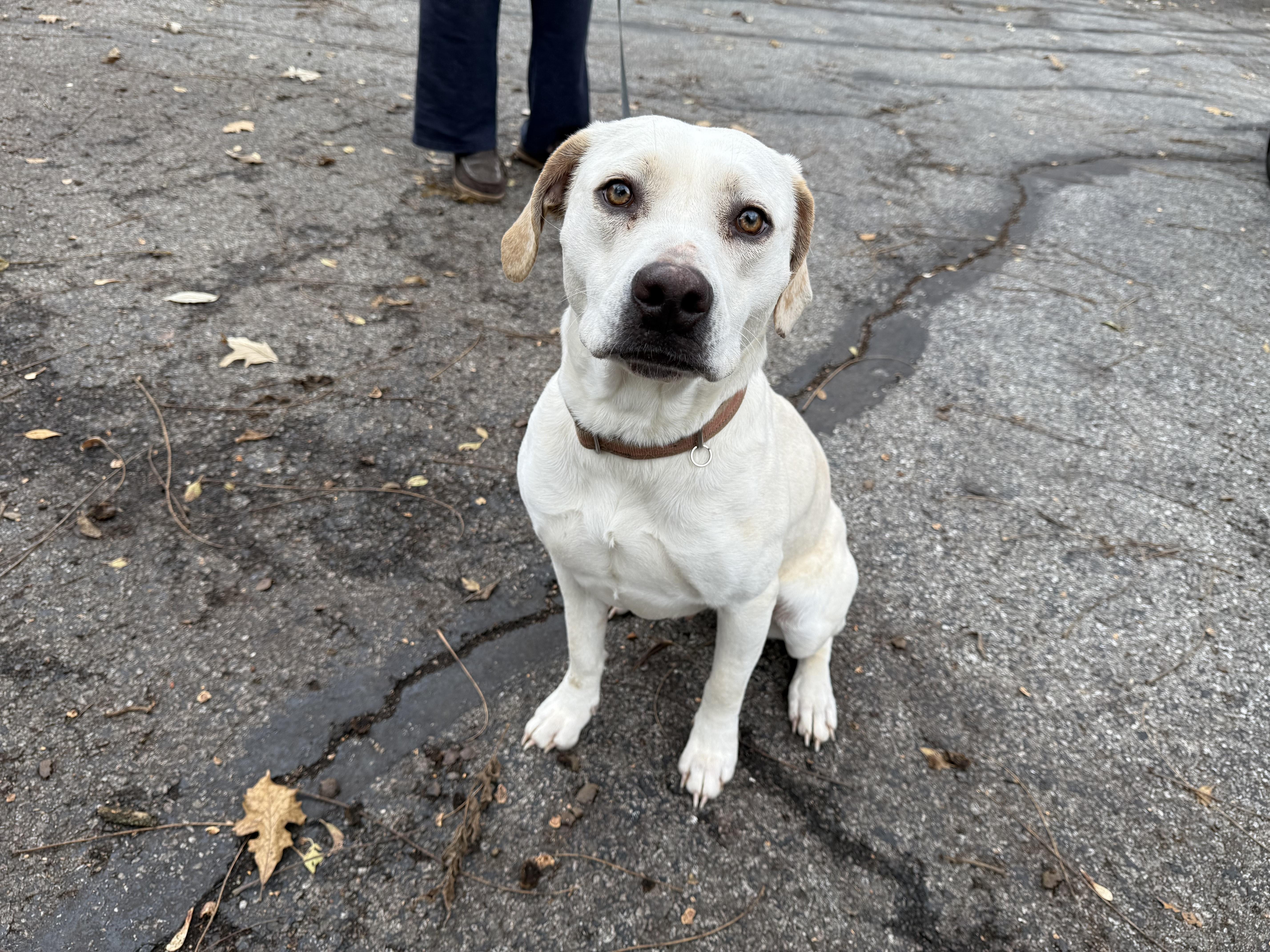 Enlarge Dori, a ADOPTABLE Labrador Retriever in Aurora, IL image 2/4