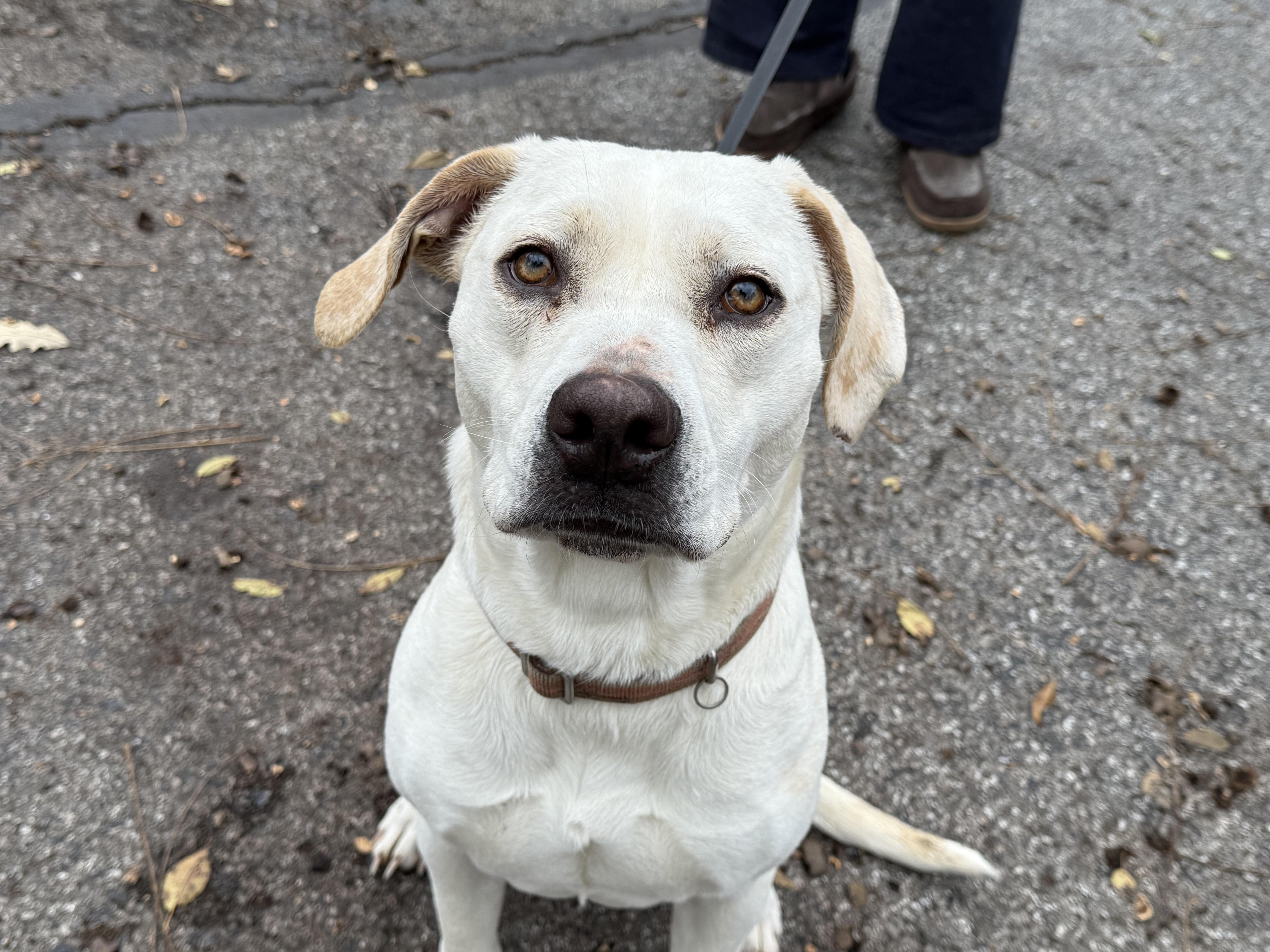 Enlarge Dori, a ADOPTABLE Labrador Retriever in Aurora, IL image 3/4