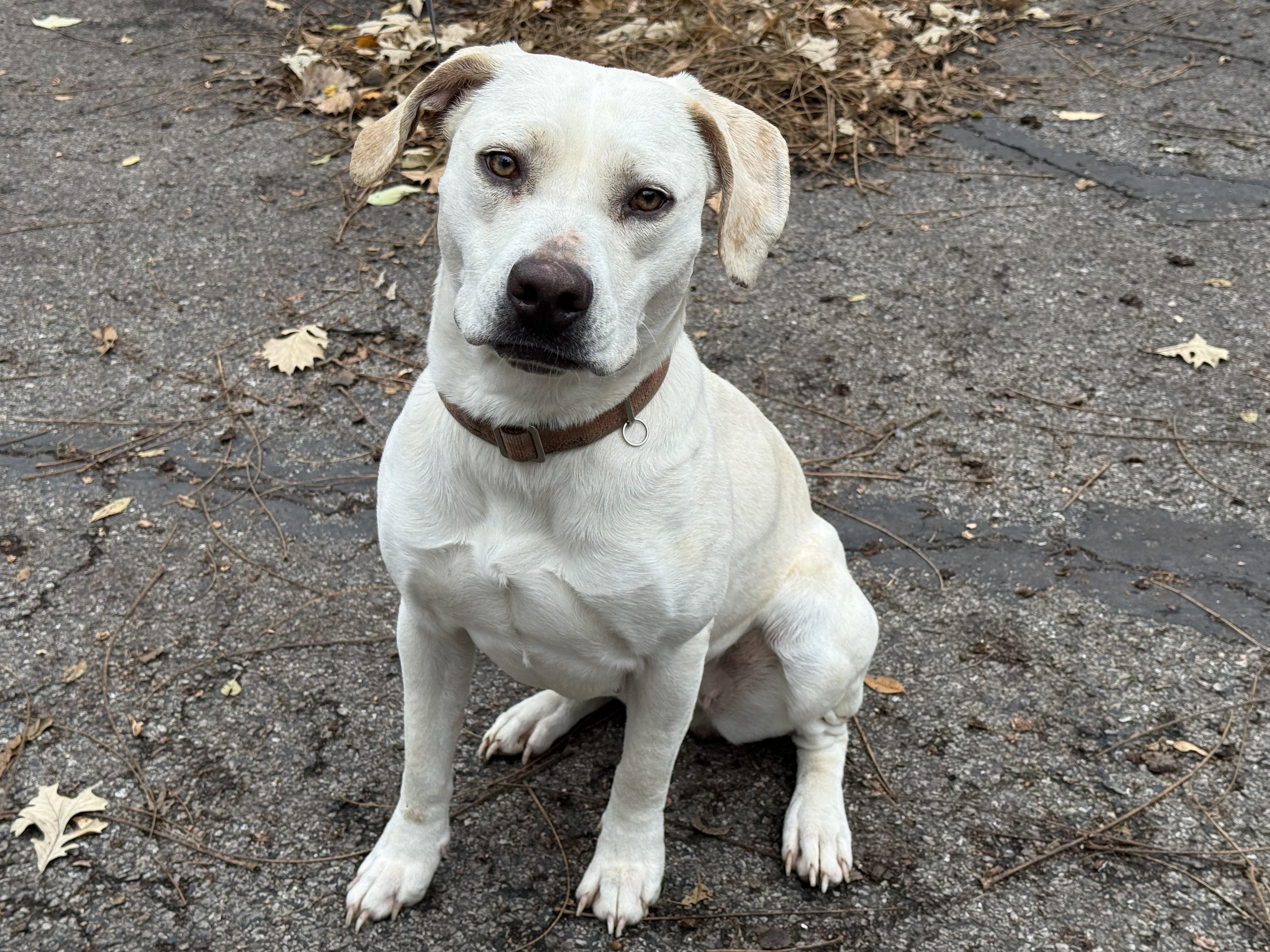 Enlarge Dori, a ADOPTABLE Labrador Retriever in Aurora, IL image 4/4