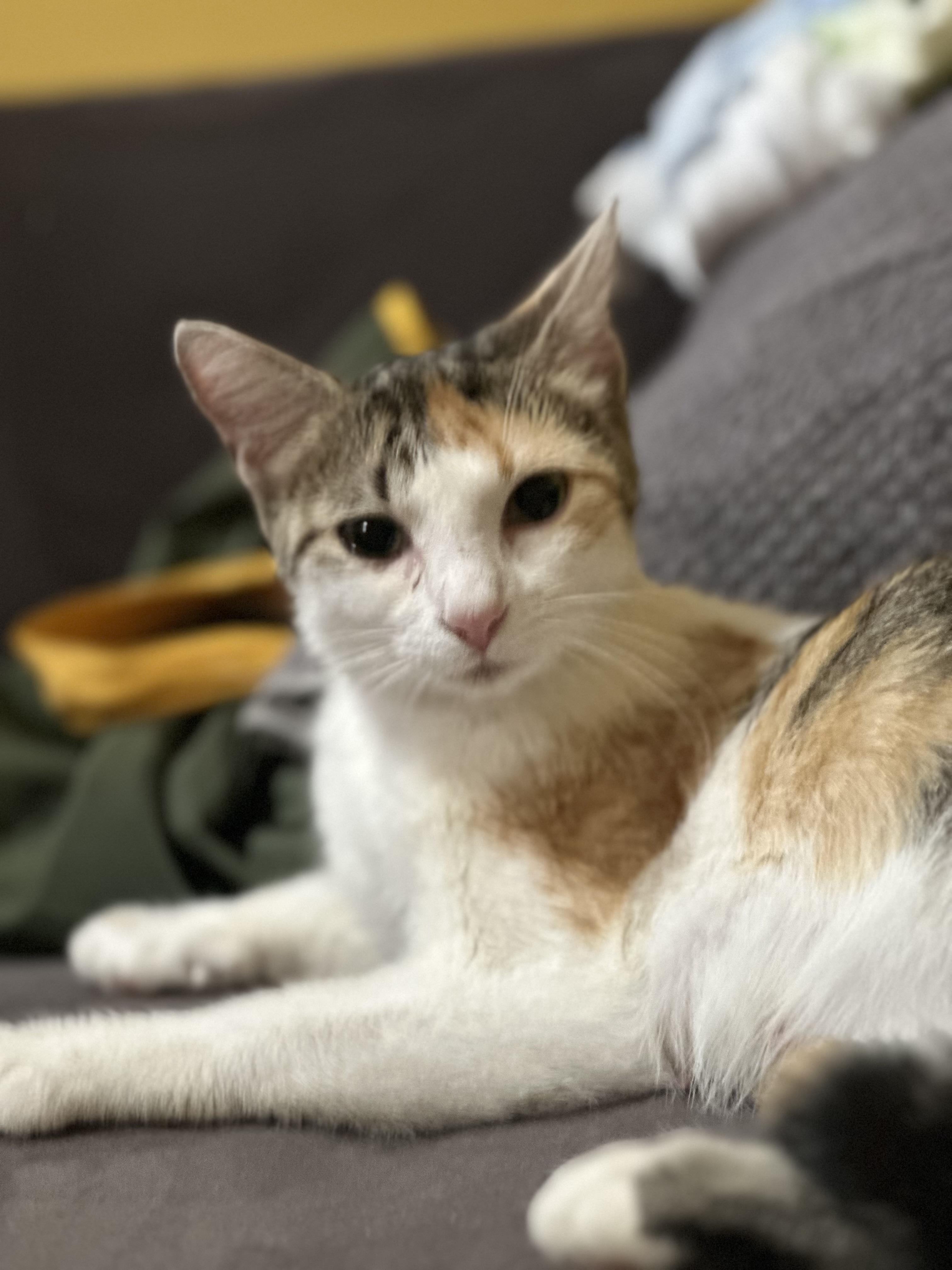 Star, ADOPTABLE, Young Female Domestic Short Hair.