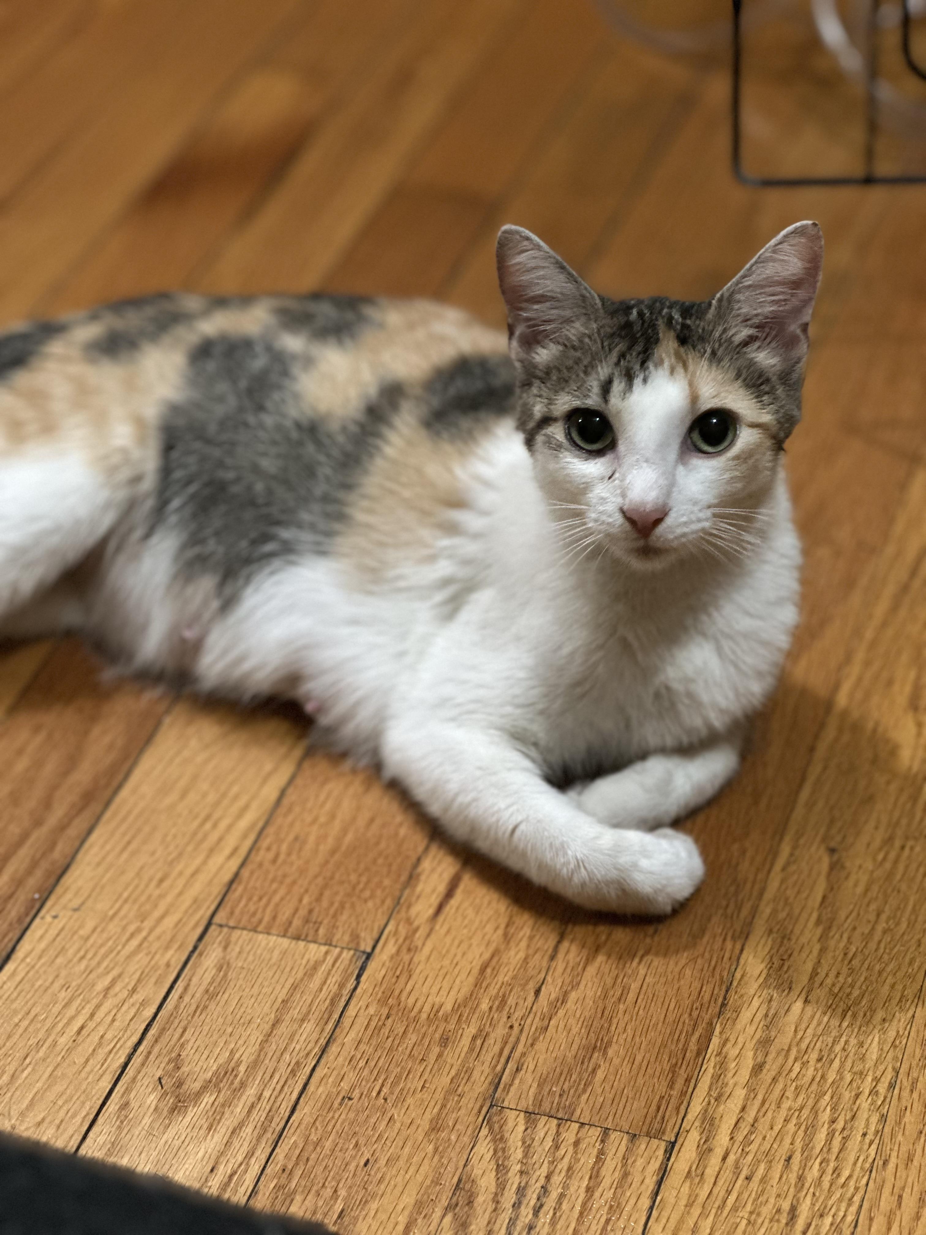 Star, a ADOPTABLE Domestic Short Hair in Pompton Lakes, NJ image 5/5