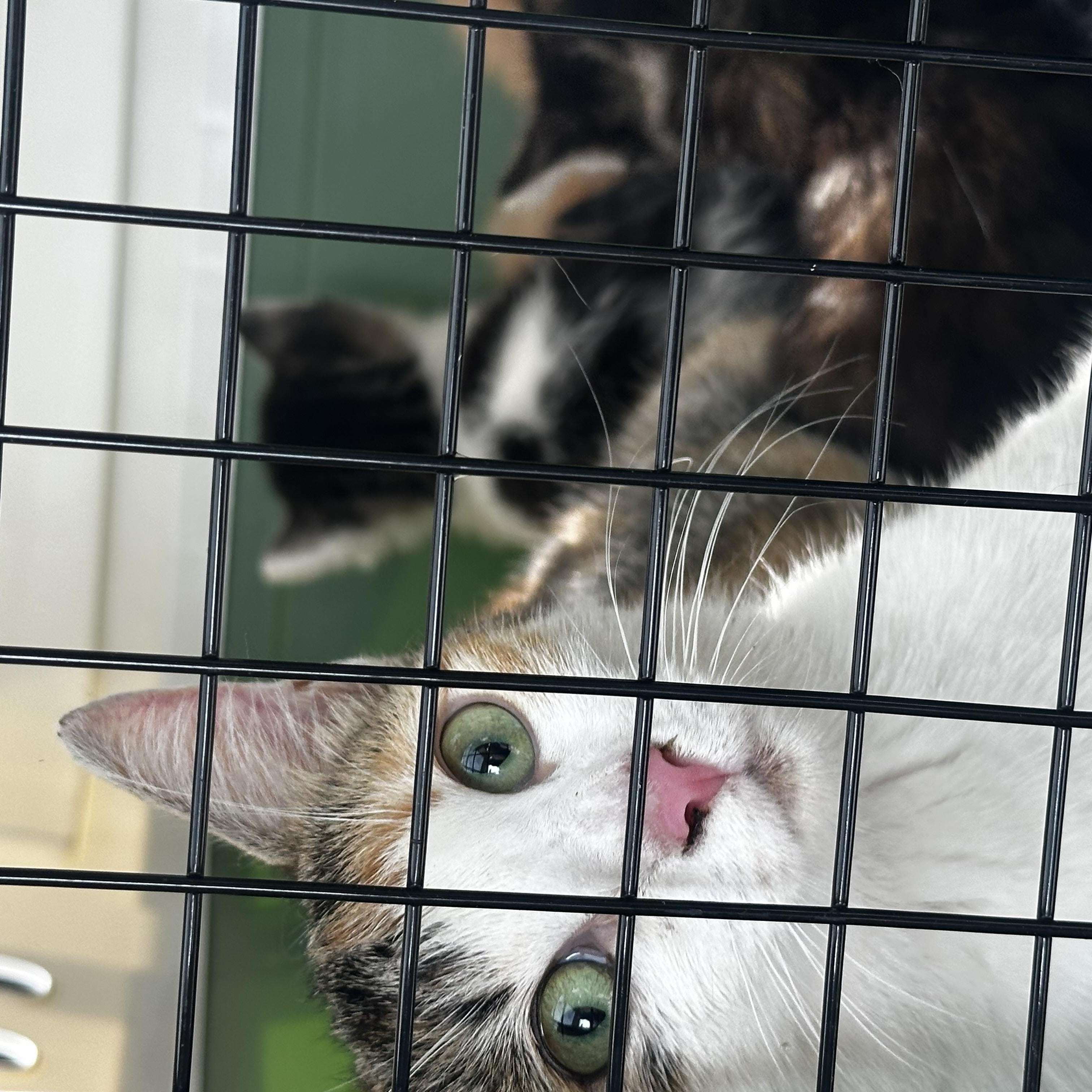 Star, a ADOPTABLE Domestic Short Hair in Pompton Lakes, NJ image 4/5